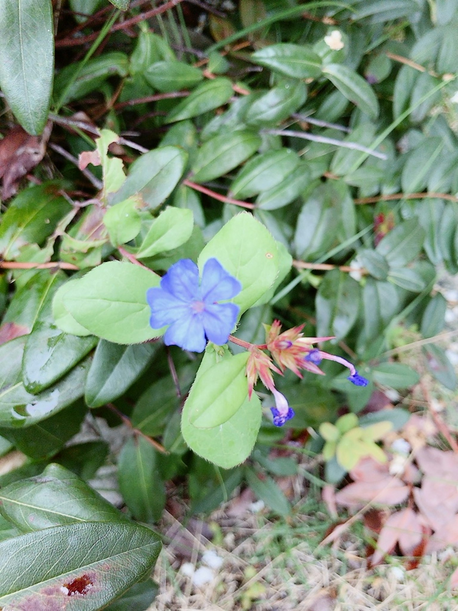带有蓝色花朵和绿色叶子的植物