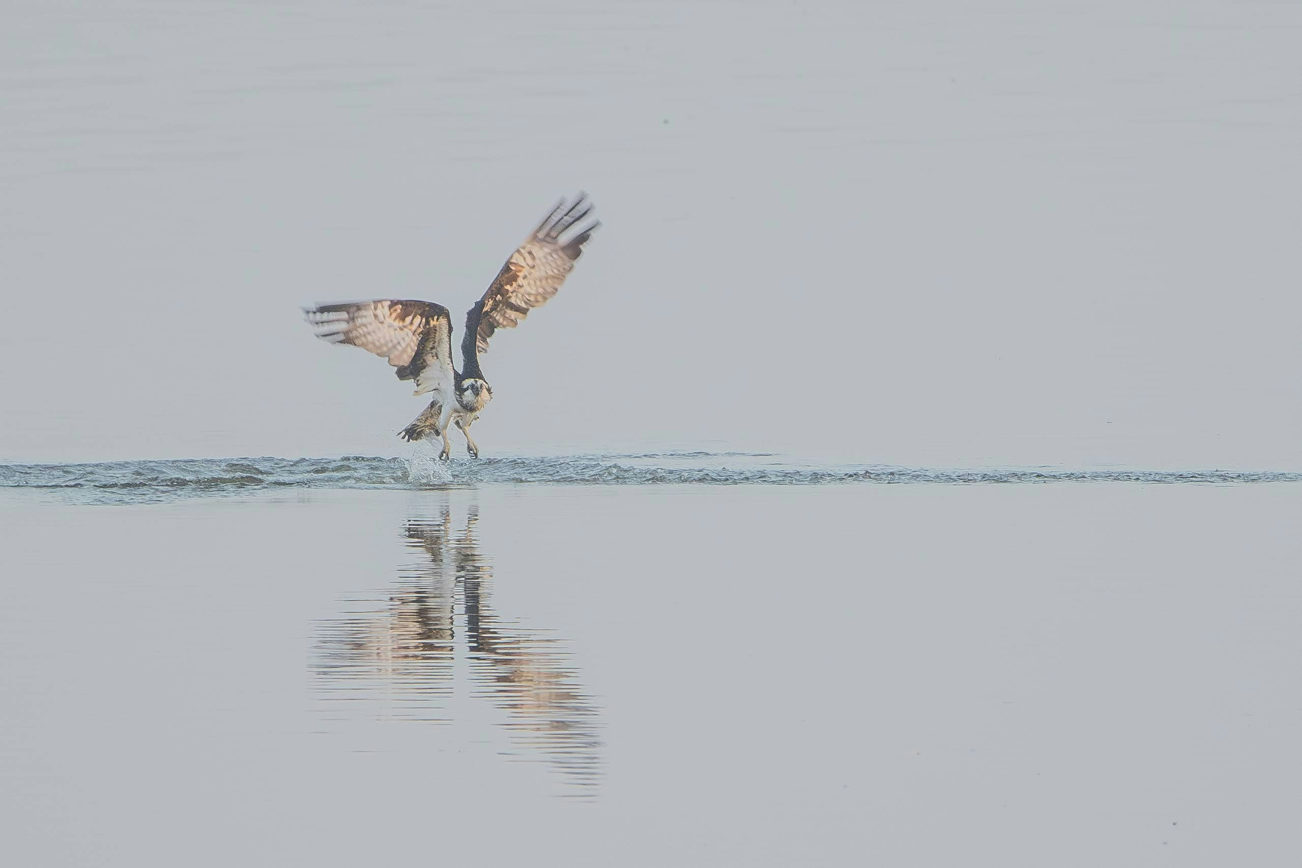 silhouette d’oiseau s’envolant depuis l’eau