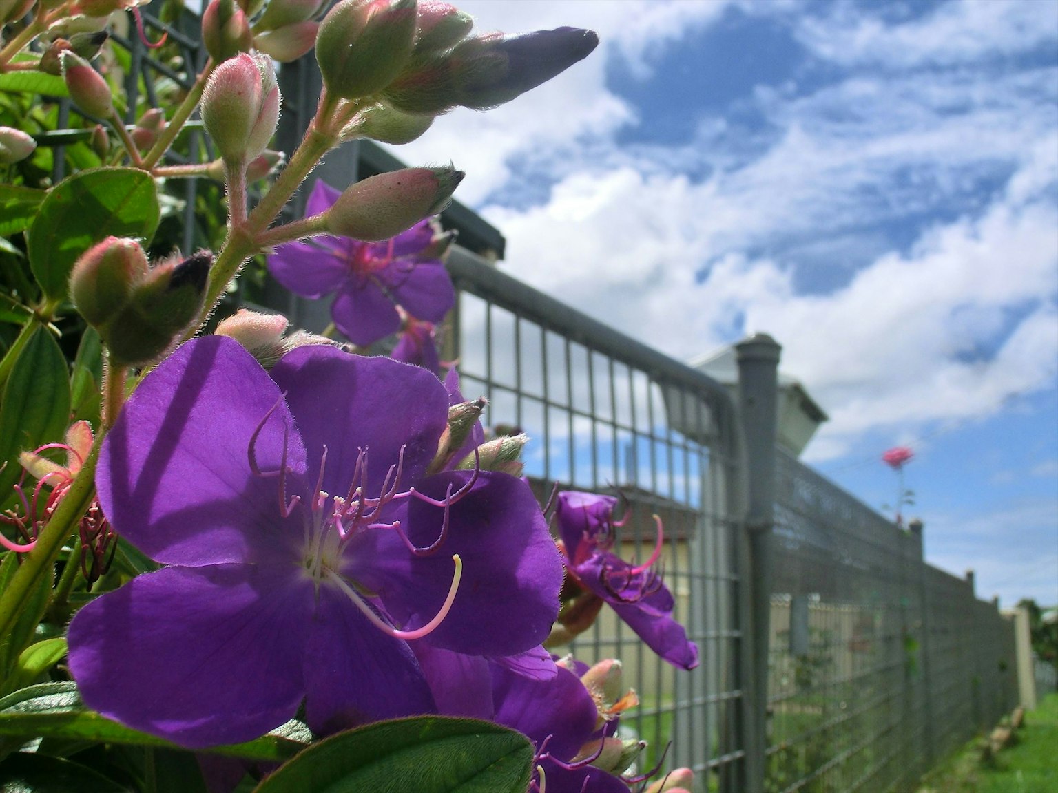 Fiori viola in fiore con cielo blu e recinzione sullo sfondo