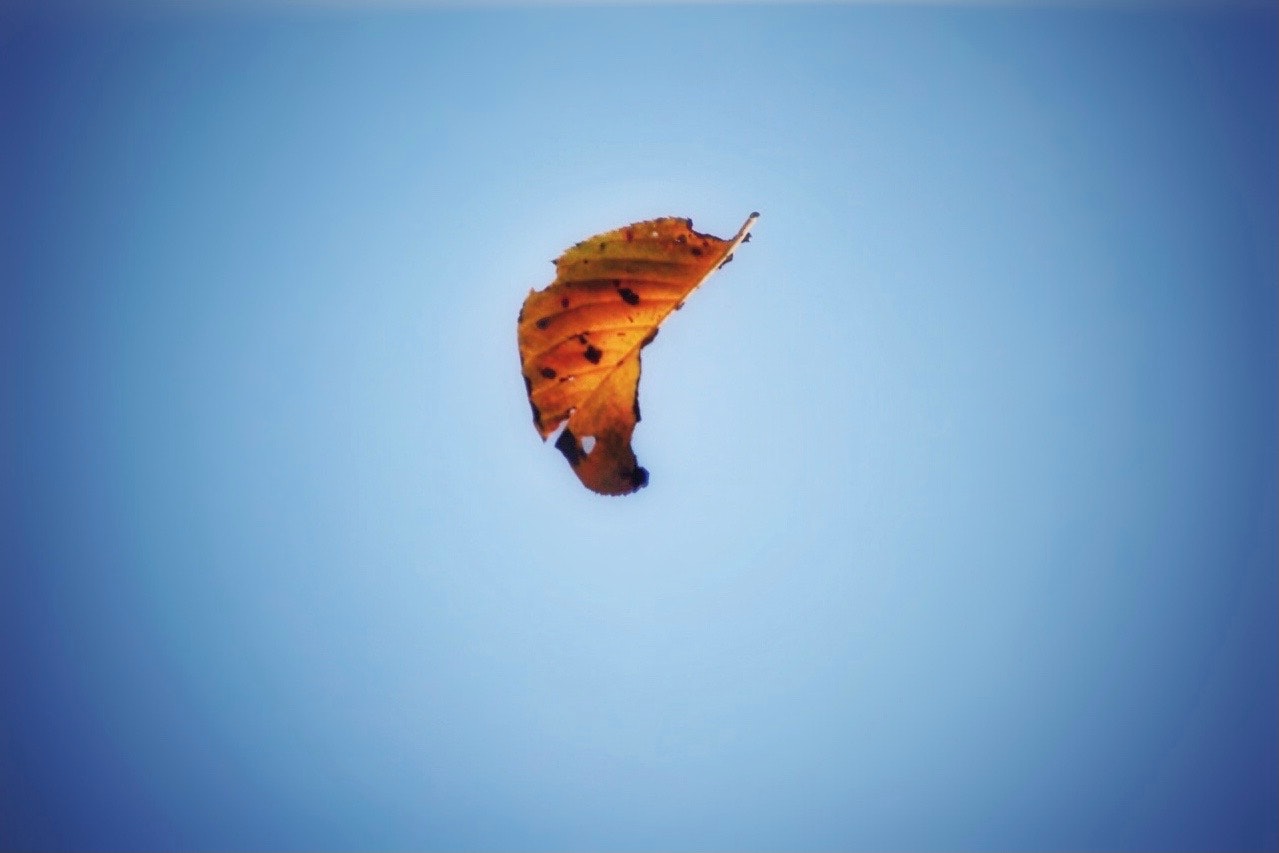 青空に浮かぶ紅葉の葉が舞い落ちる瞬間