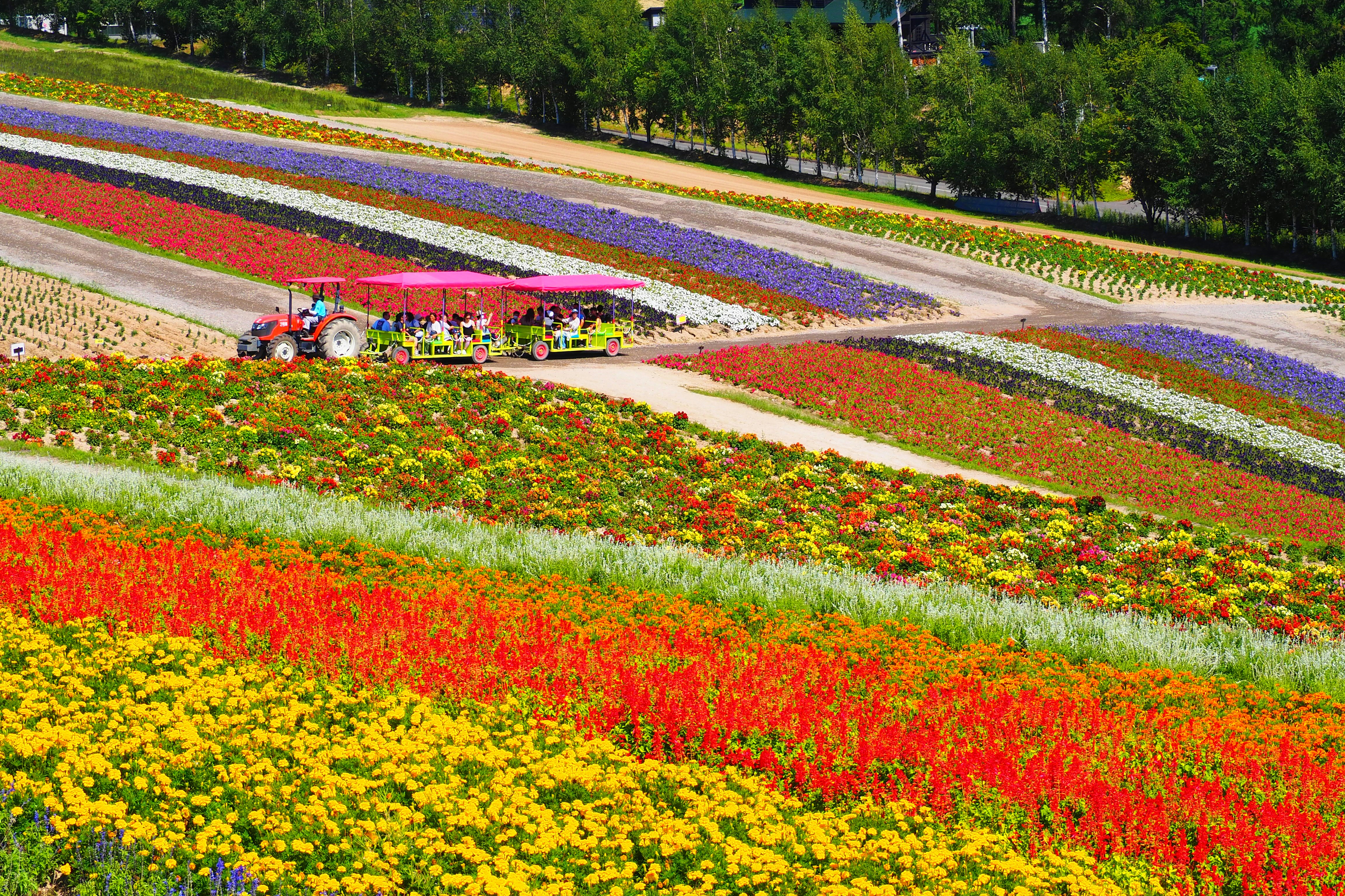色とりどりの花畑と整列した花壇の小道