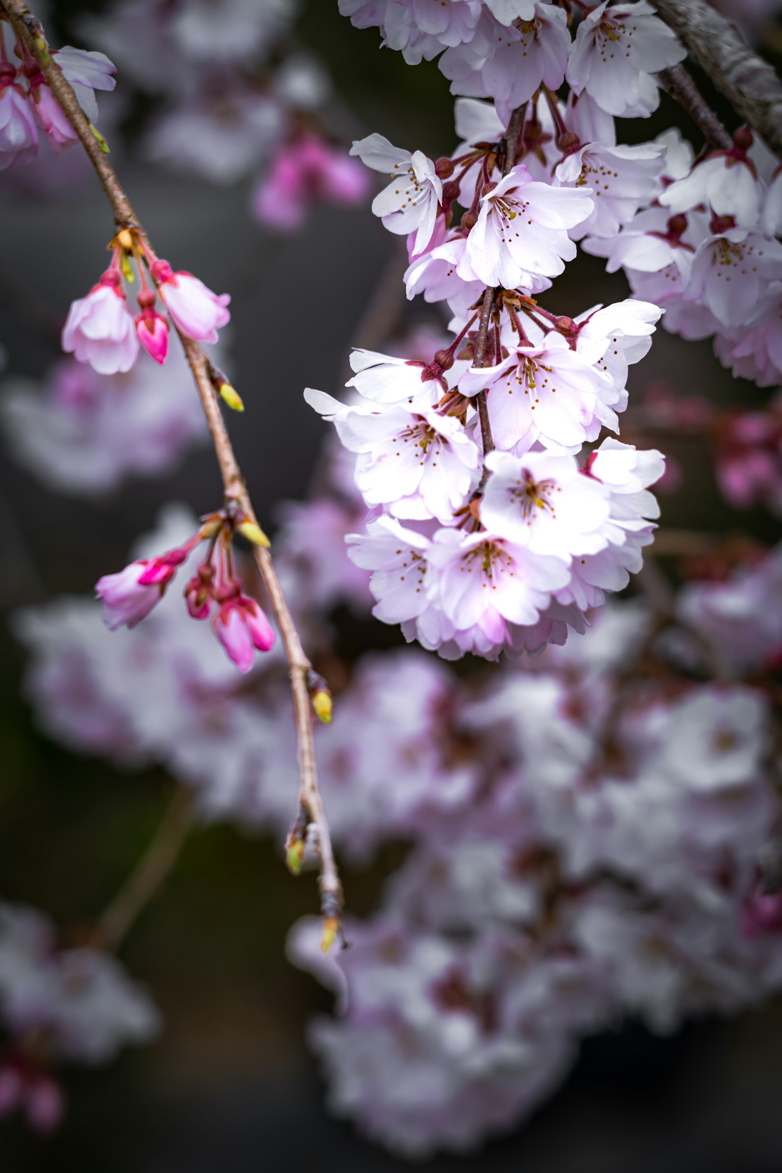 Close-up of cherry blossom branches featuring pink flowers and a blurred green background