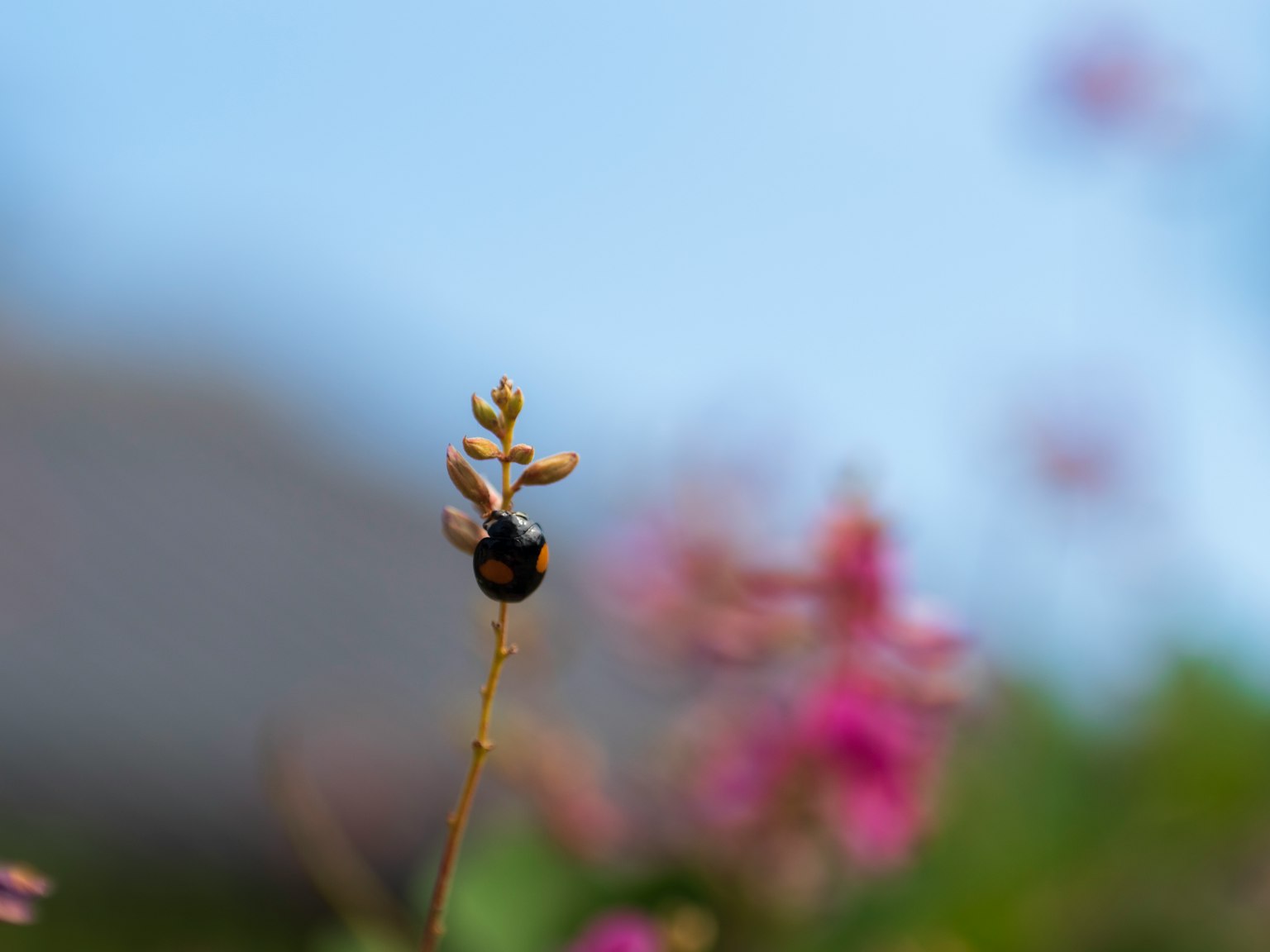 Eine kleine Pflanze mit einem verschwommenen Hintergrund von Blumen