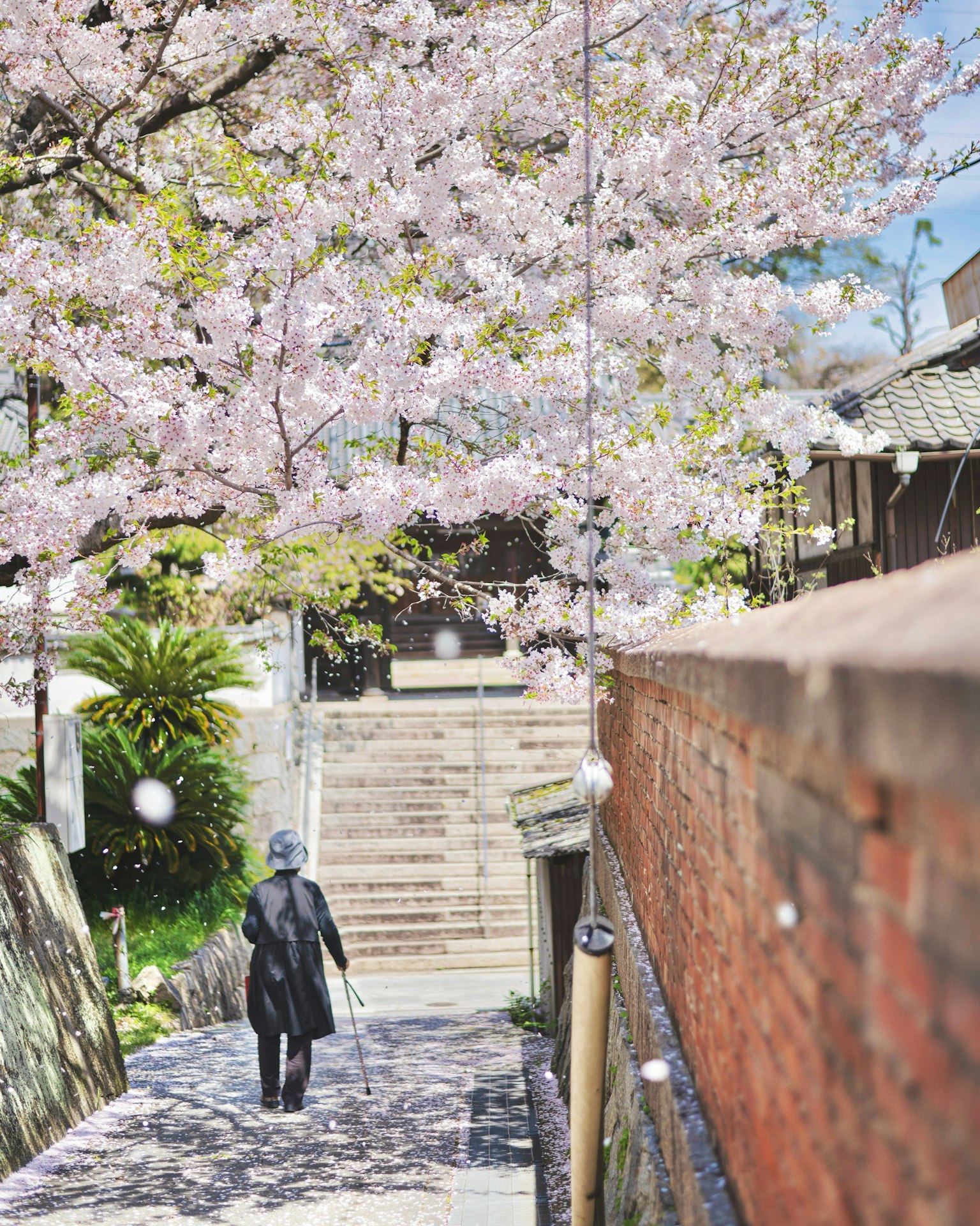 Seseorang berjalan di bawah pohon sakura dengan latar belakang yang tenang