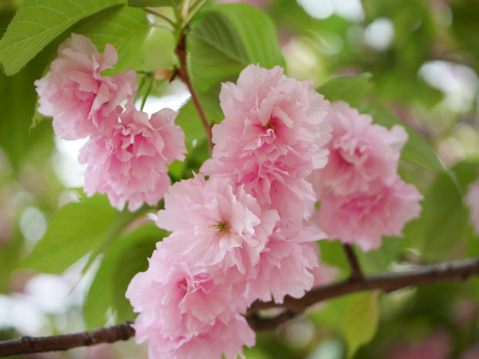 Close-up of cherry blossom flowers on a branch