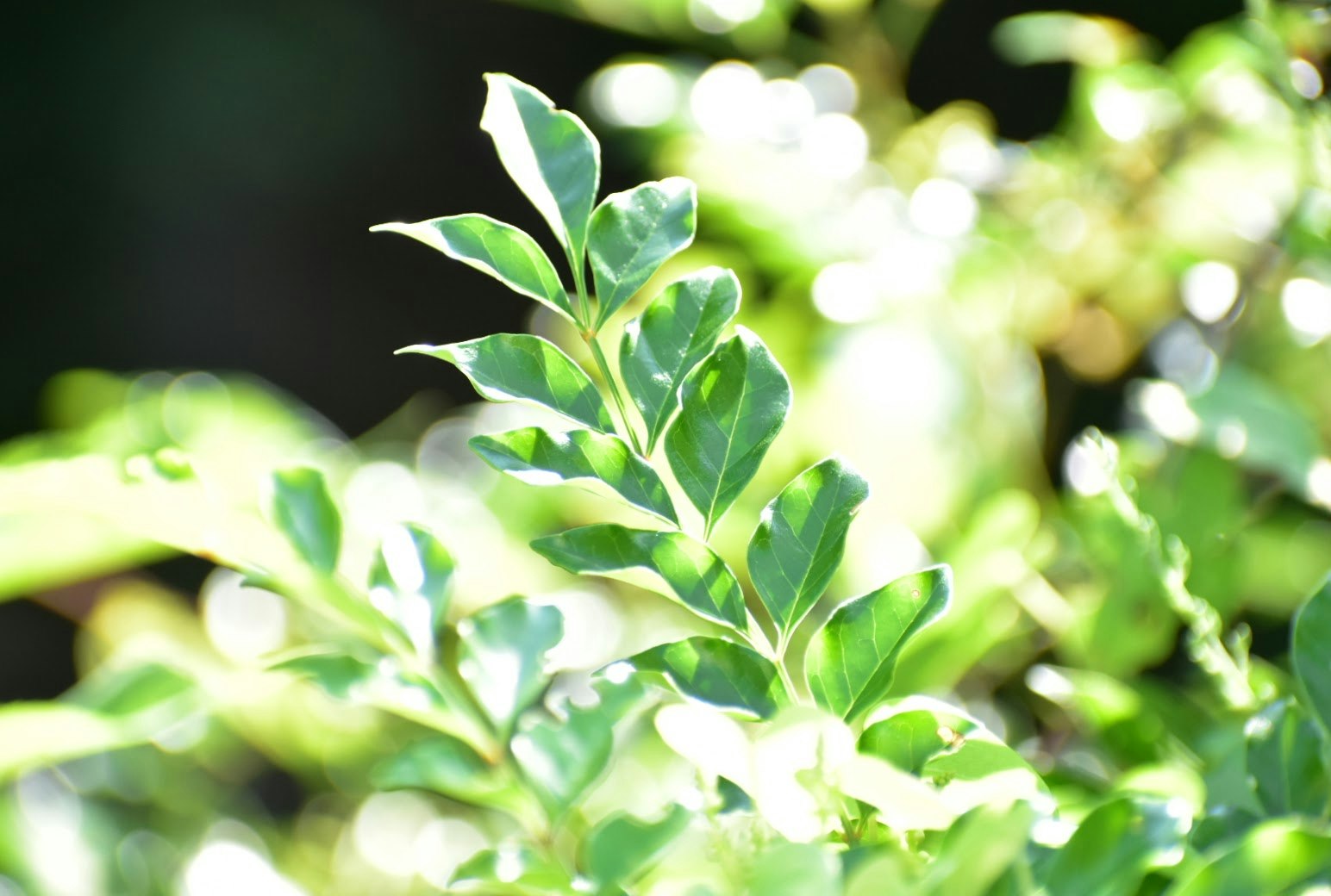 太陽光が差し込む葉のクローズアップの植物画像