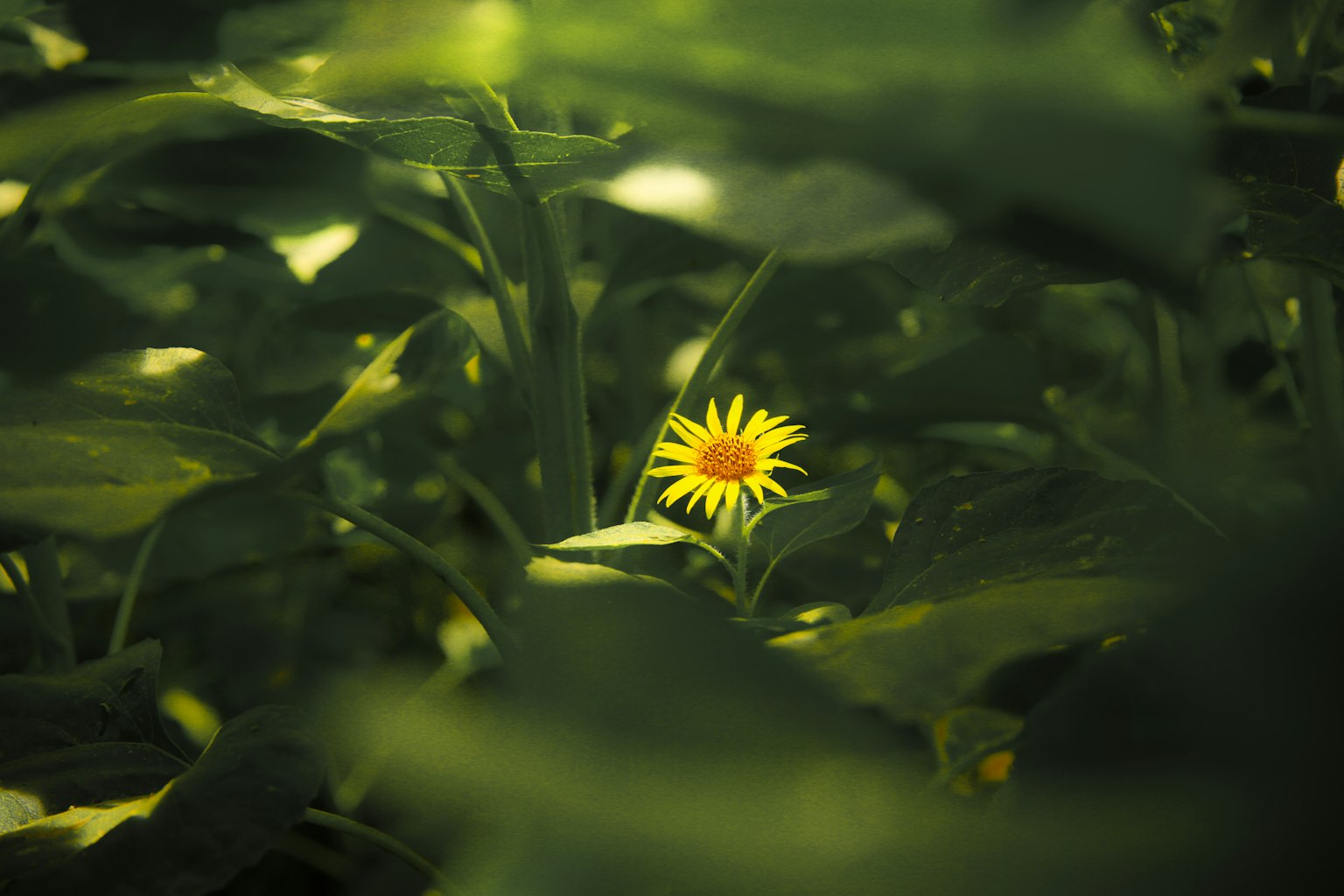 A yellow flower blooming among green leaves