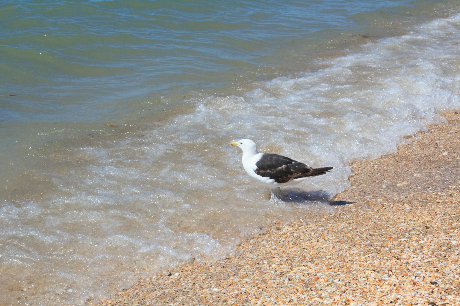 Möwe steht am Strand Weißer Körper und schwarze Flügel Wellen, die ans Ufer schlagen
