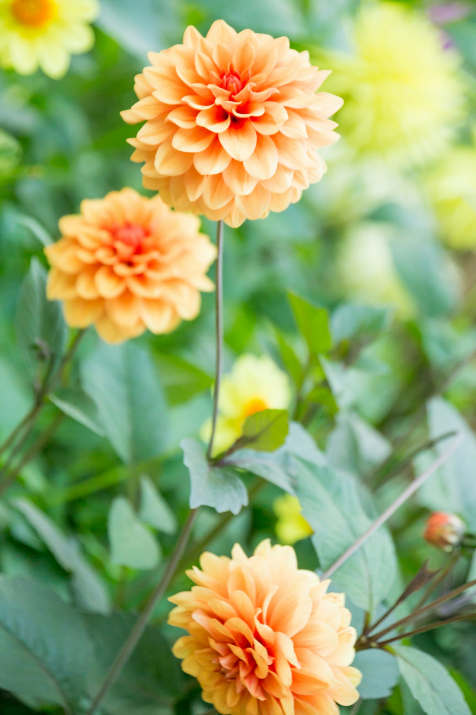 Bella scena di giardino con fiori di dalia arancioni in fiore