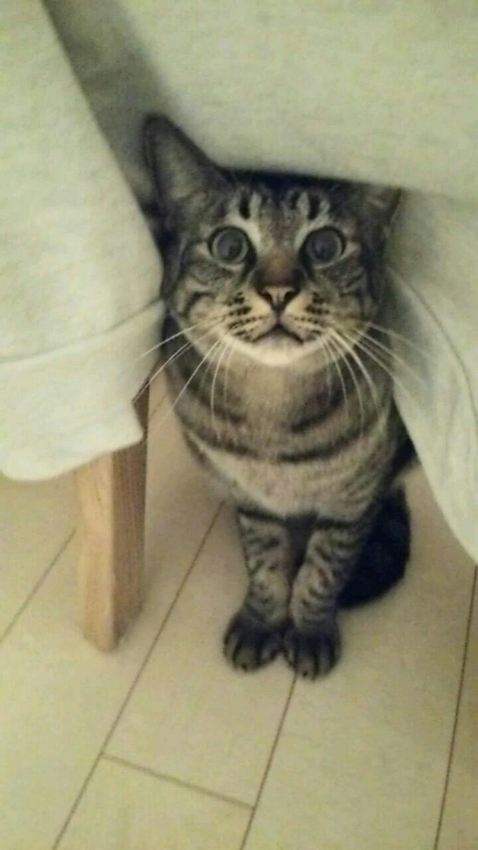 Un gato atigrado marrón escondido debajo de una mesa