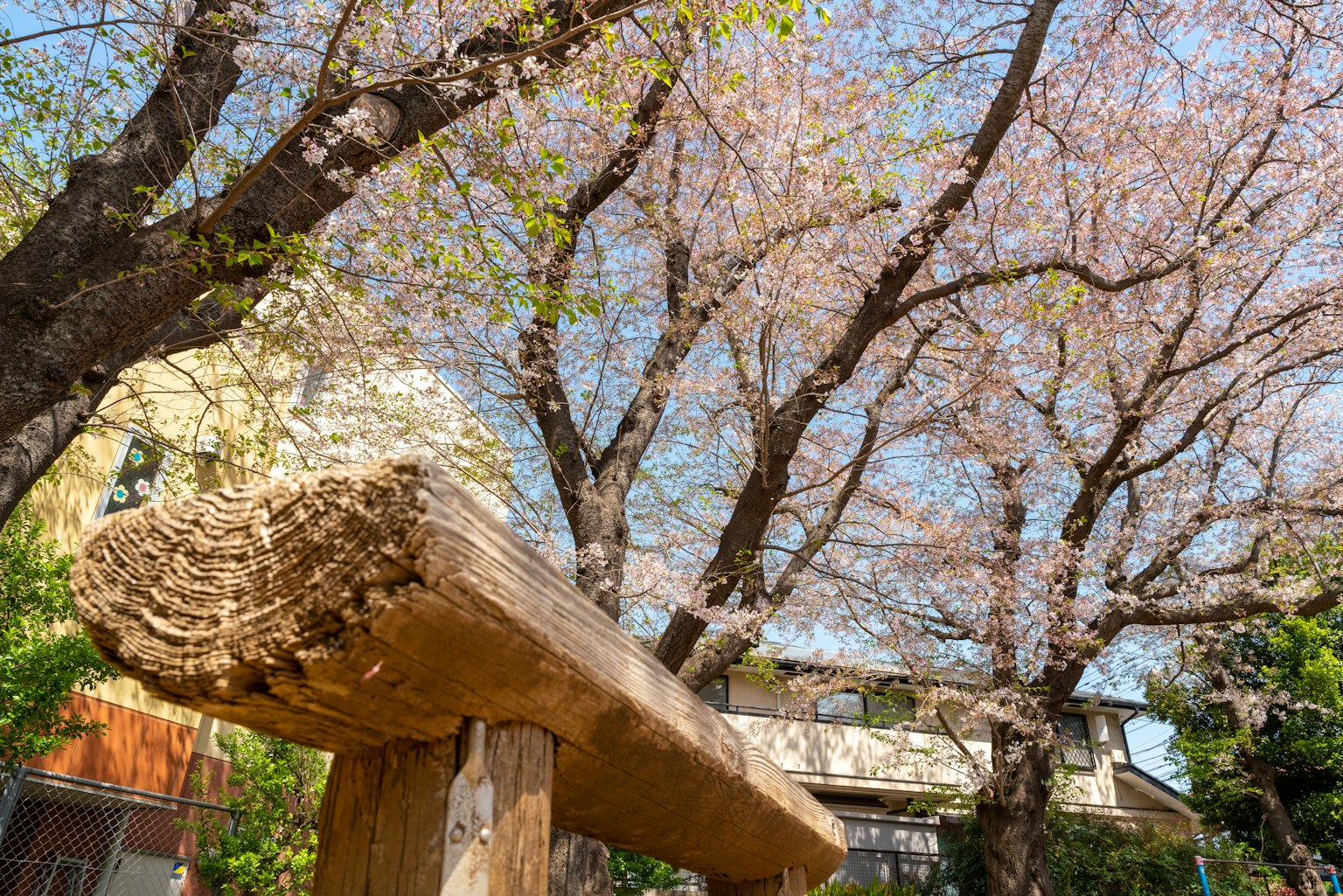 Pemandangan indah pohon sakura dan bangku kayu