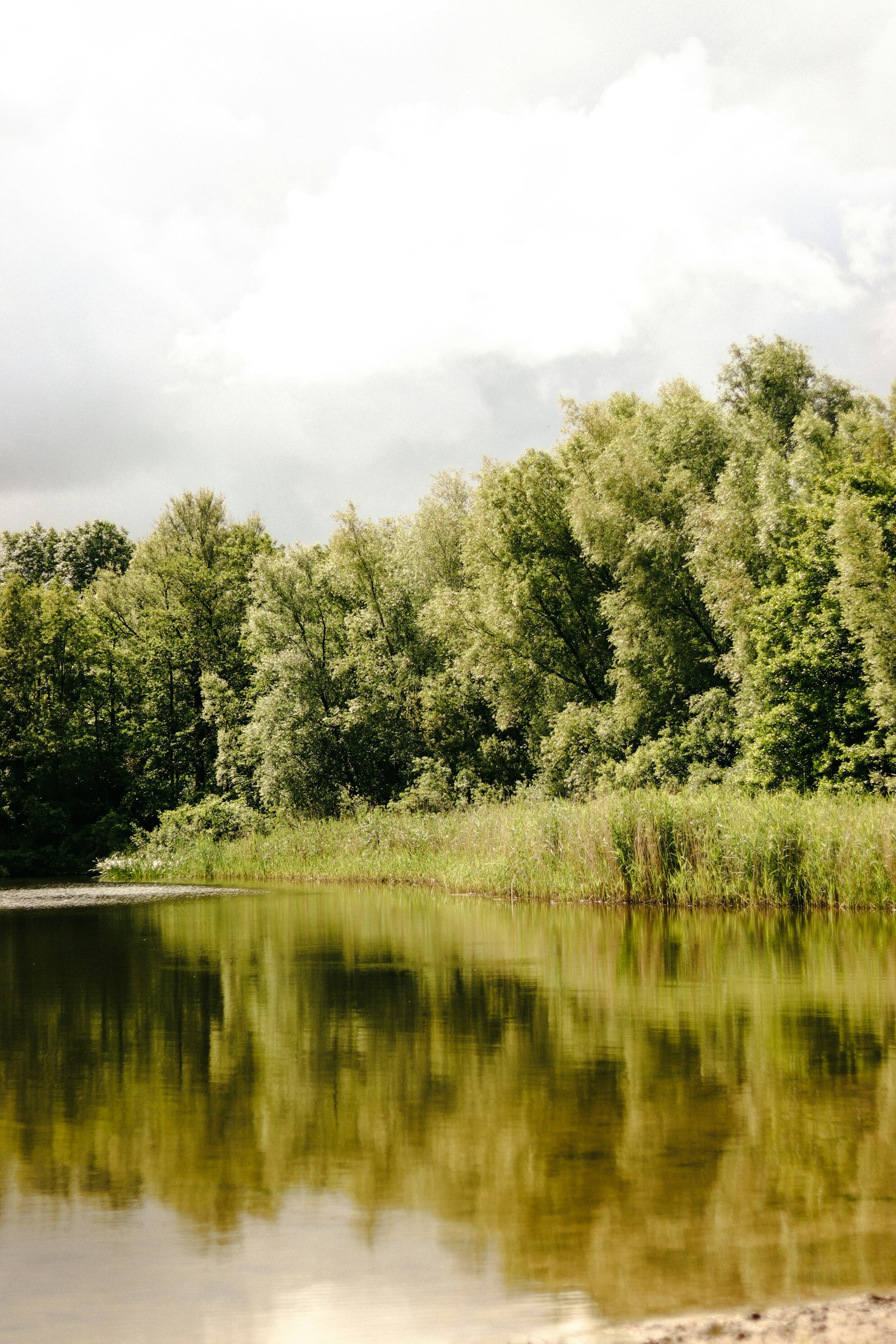Calm lake reflecting lush green forest