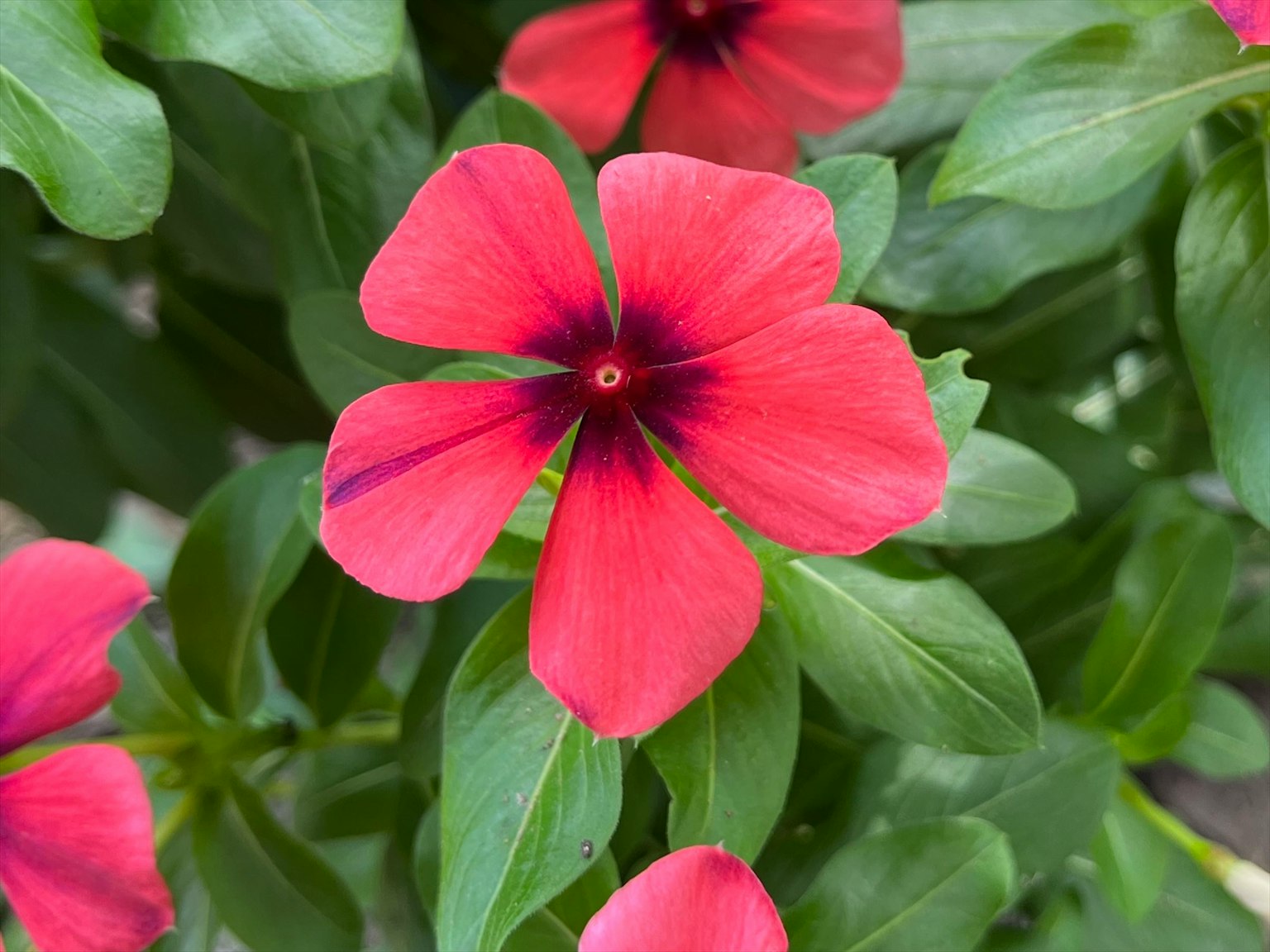 Nahaufnahme einer lebhaften rosa Blume mit grünen Blättern