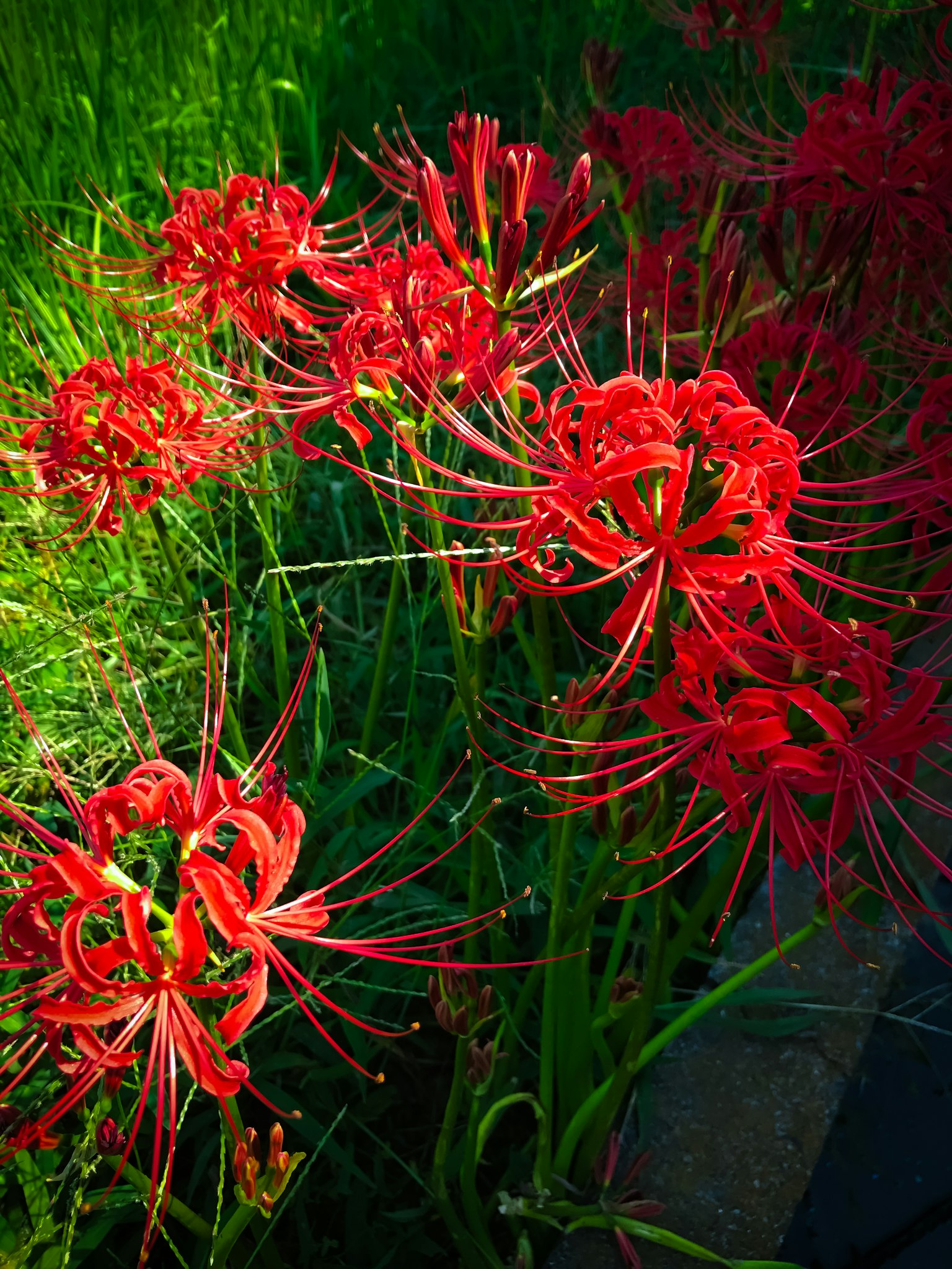 Cluster of red spider lilies blooming among green grass