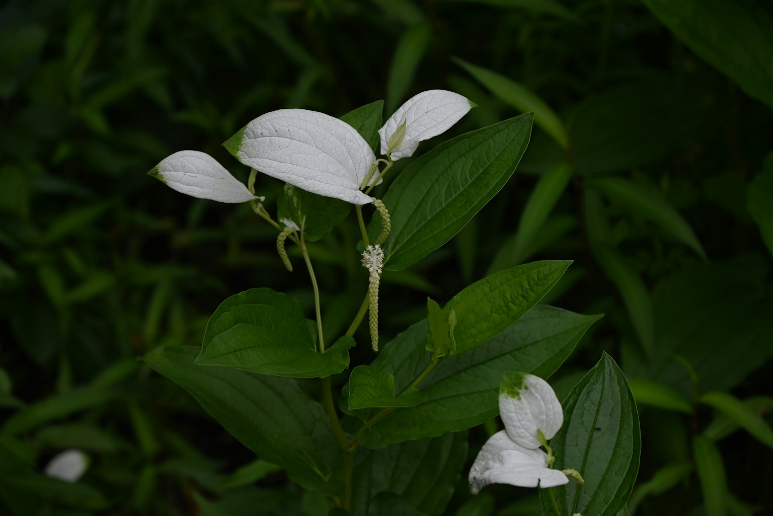 Nahaufnahme von weißen Blumen und grünen Blättern