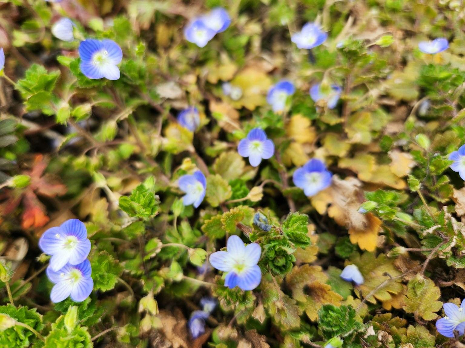 Close-up of small blue flowers blooming on green plants