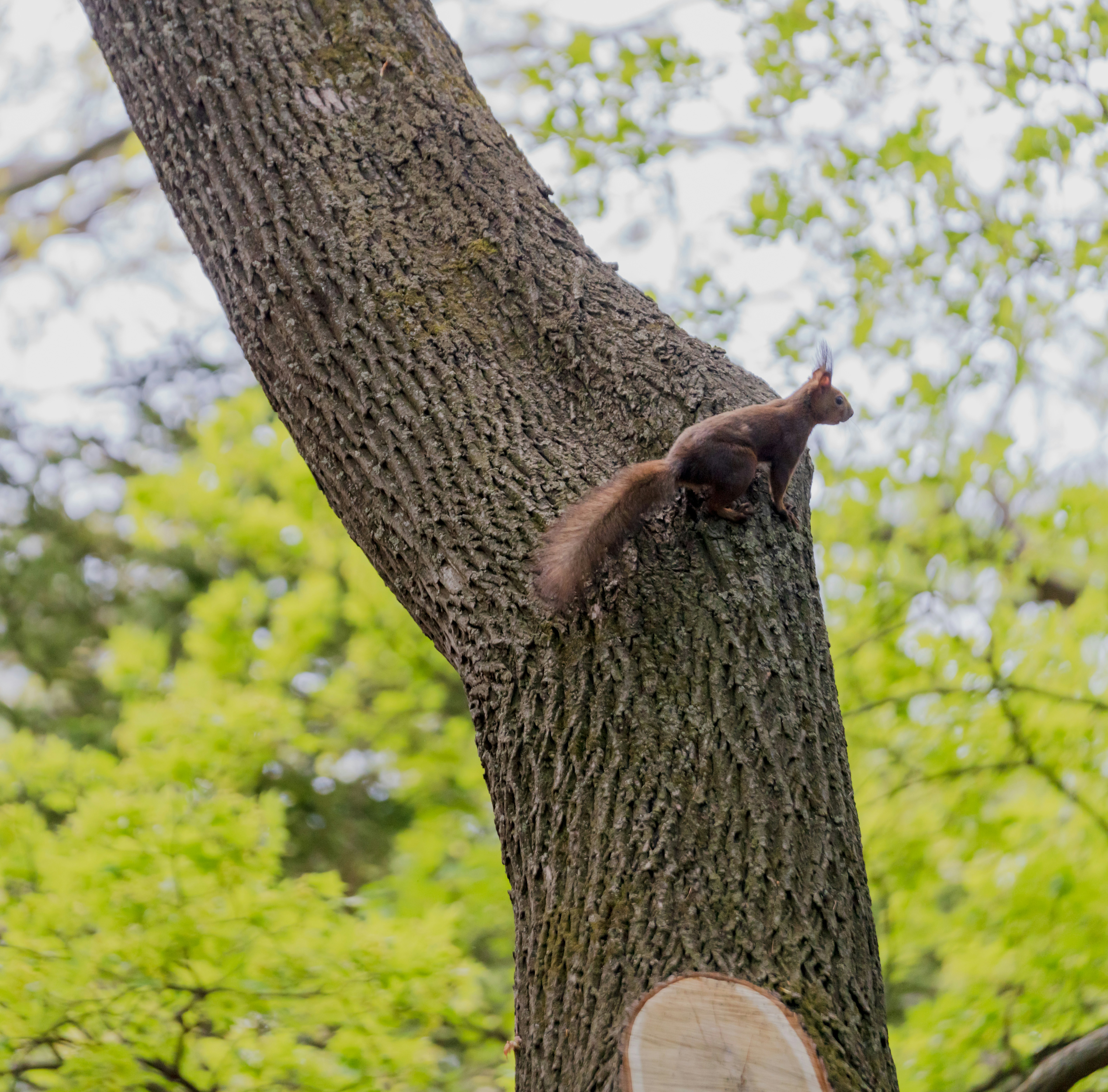 scène de forêt avec un écureuil grimpant un tronc d’arbre