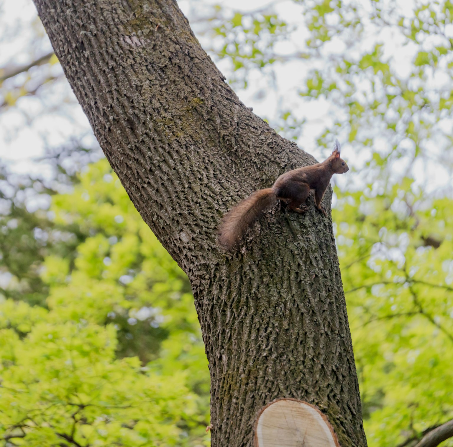 Squirrel memanjat batang pohon dikelilingi daun hijau