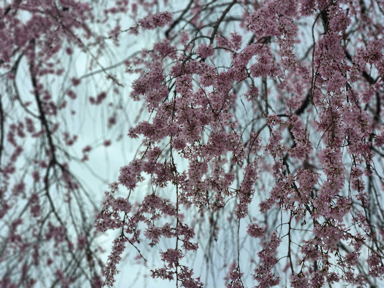 Gros plan sur des branches avec des fleurs roses pâles