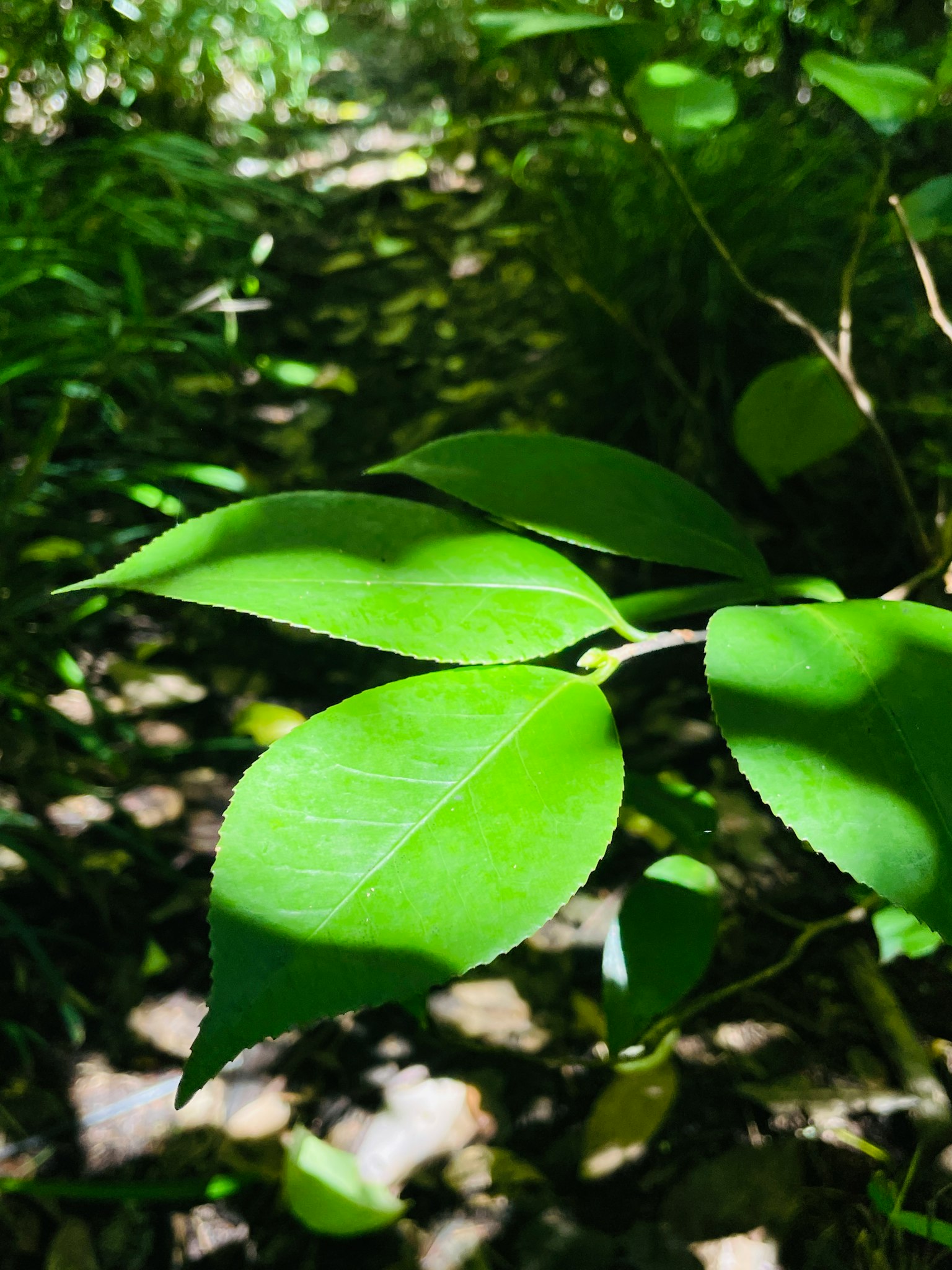 Close-up of vibrant green leaves illuminated by sunlight