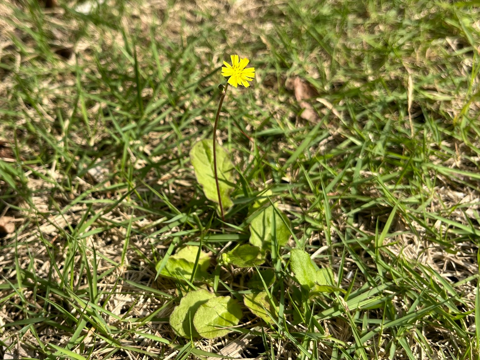 Piccola fiore giallo con foglie verdi che cresce tra l'erba
