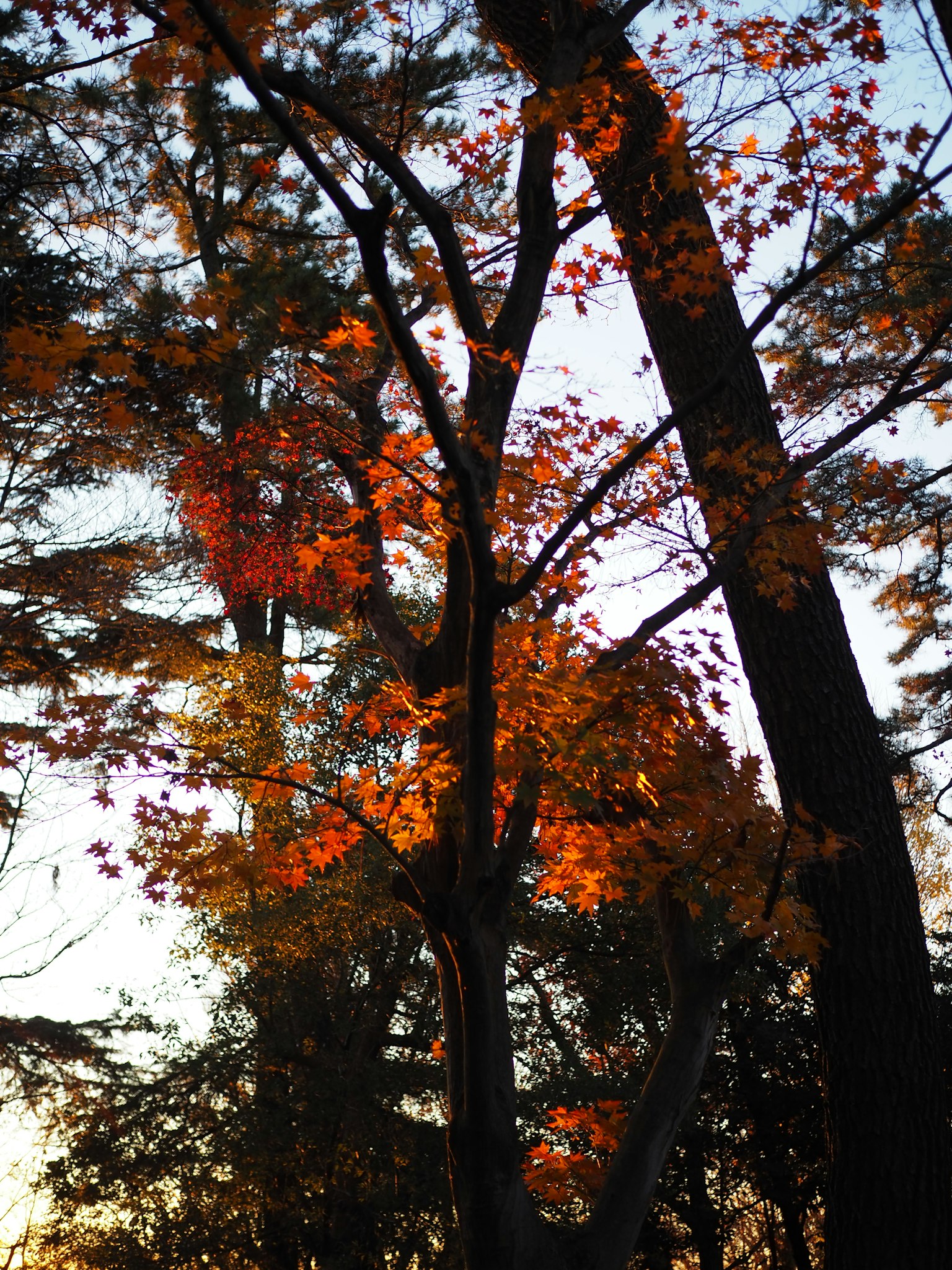 Silueta de árboles con hermosas hojas de otoño