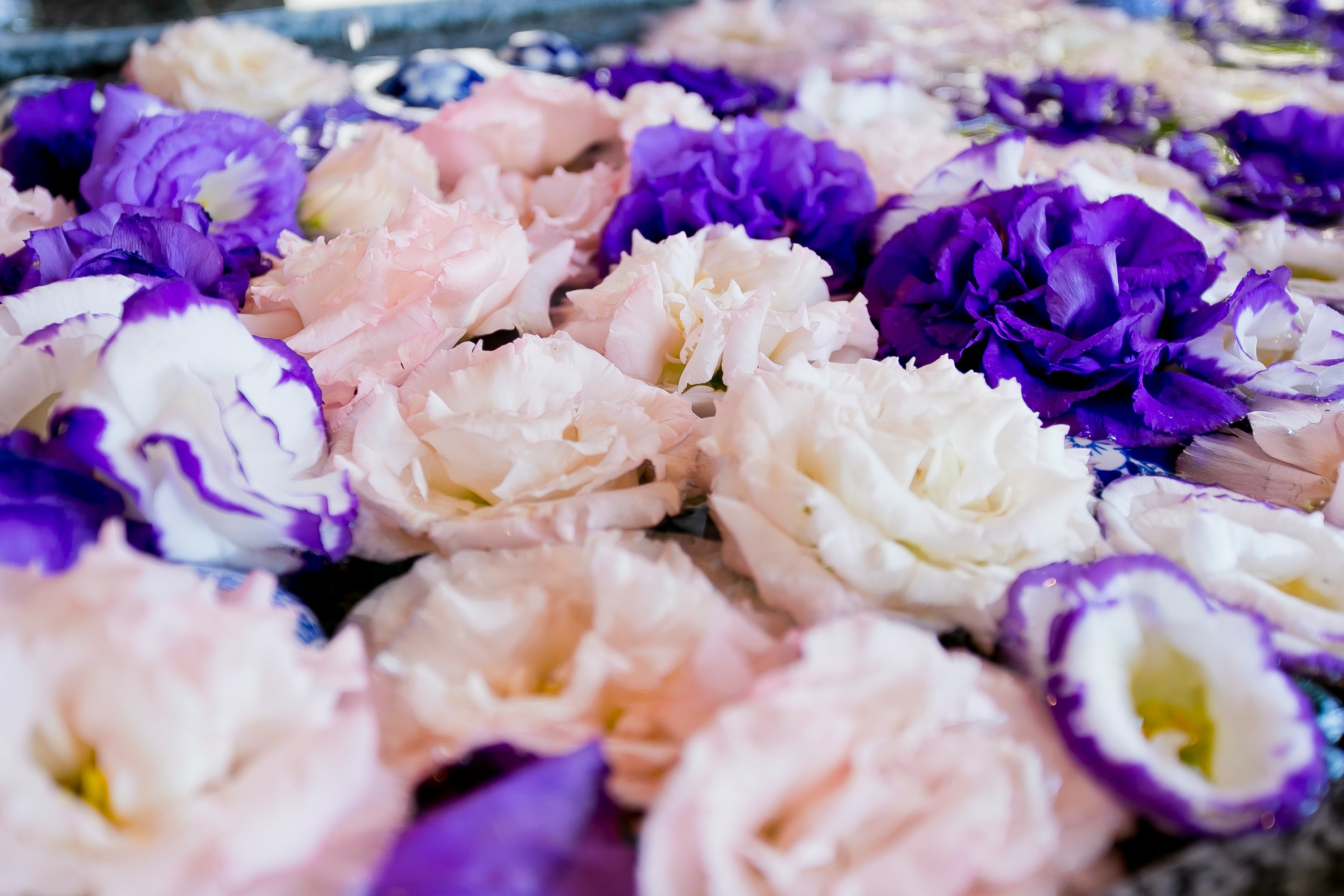 gros plan de pétales de fleurs colorés étalés