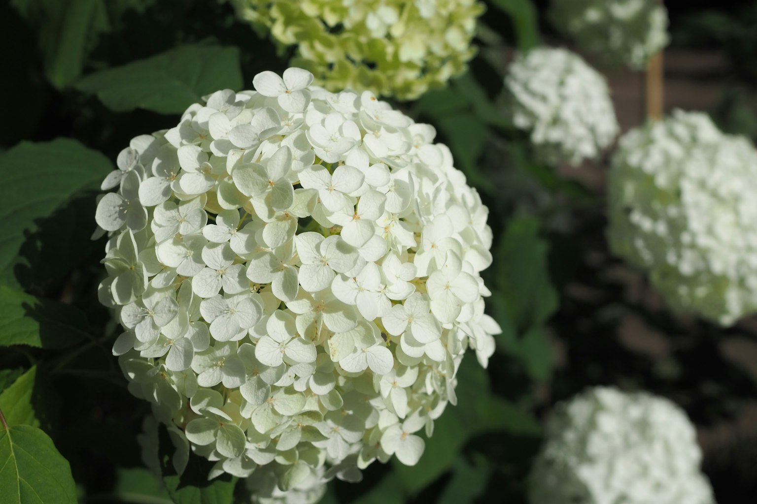 Beaux bouquets de fleurs sphériques blanches entourés de feuilles vertes