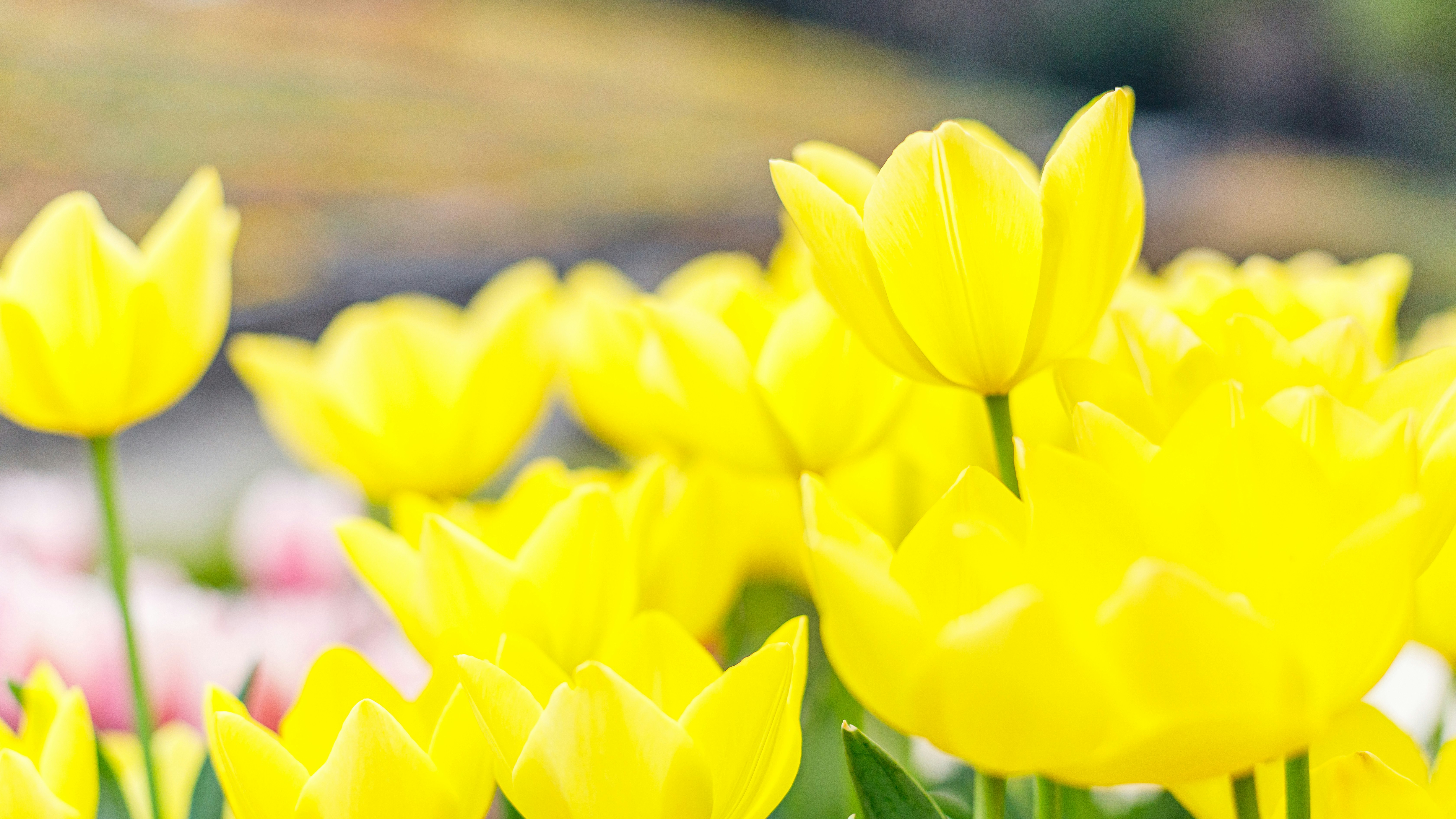 黄色いチューリップの花が群生する花壇