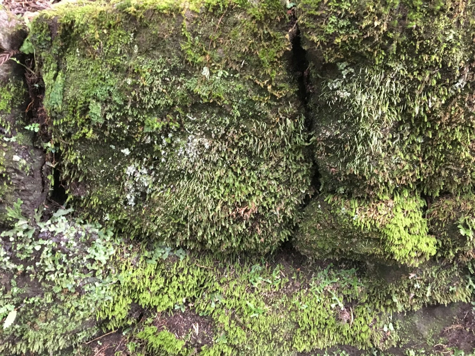 苔藓覆盖的石头表面的特写，具有绿色色调和自然纹理