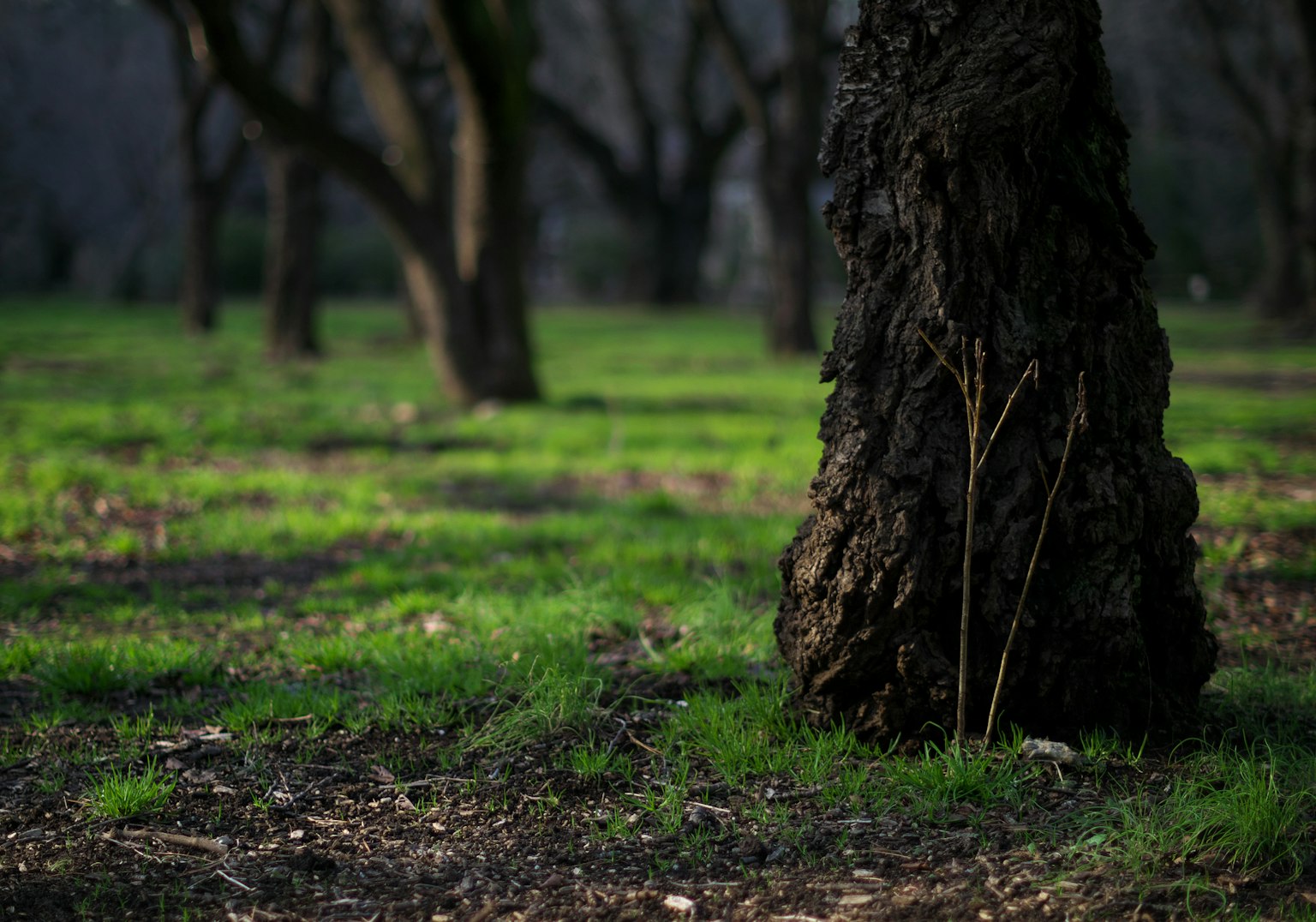 Un tronc d'arbre avec un sol herbeux vert dans une forêt tranquille