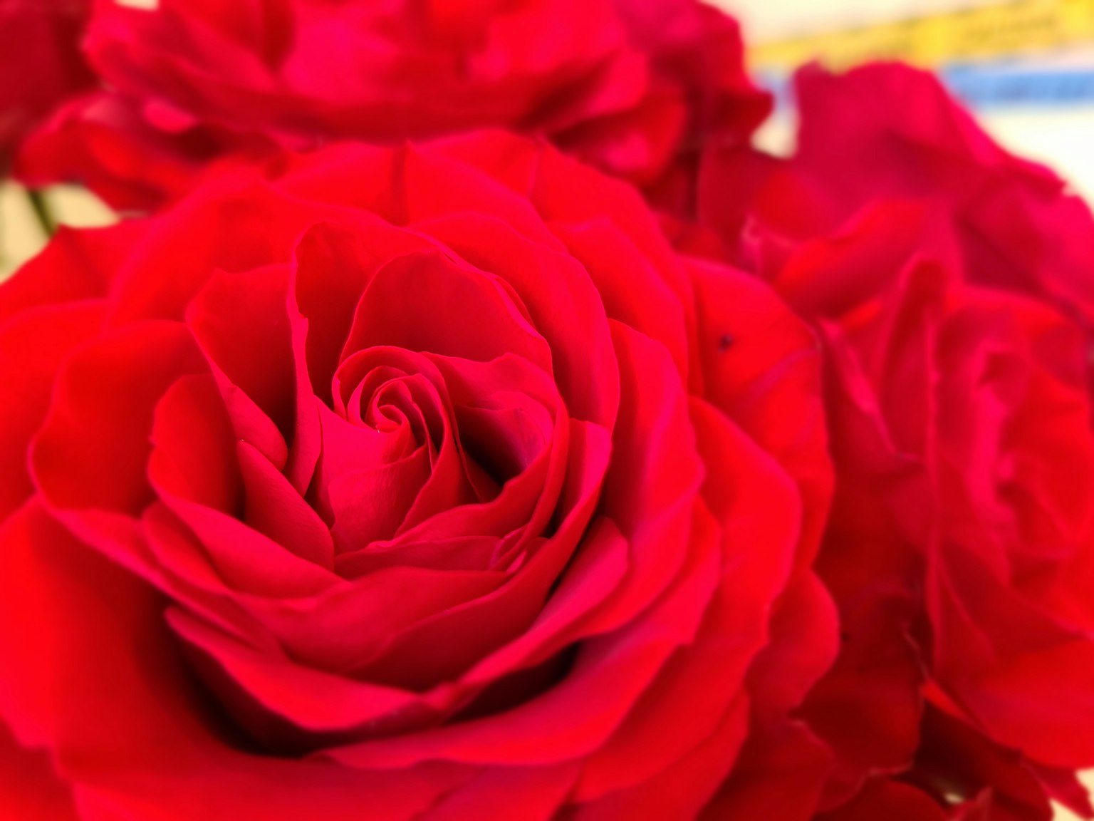 Kelopak mawar merah yang cerah saling重叠