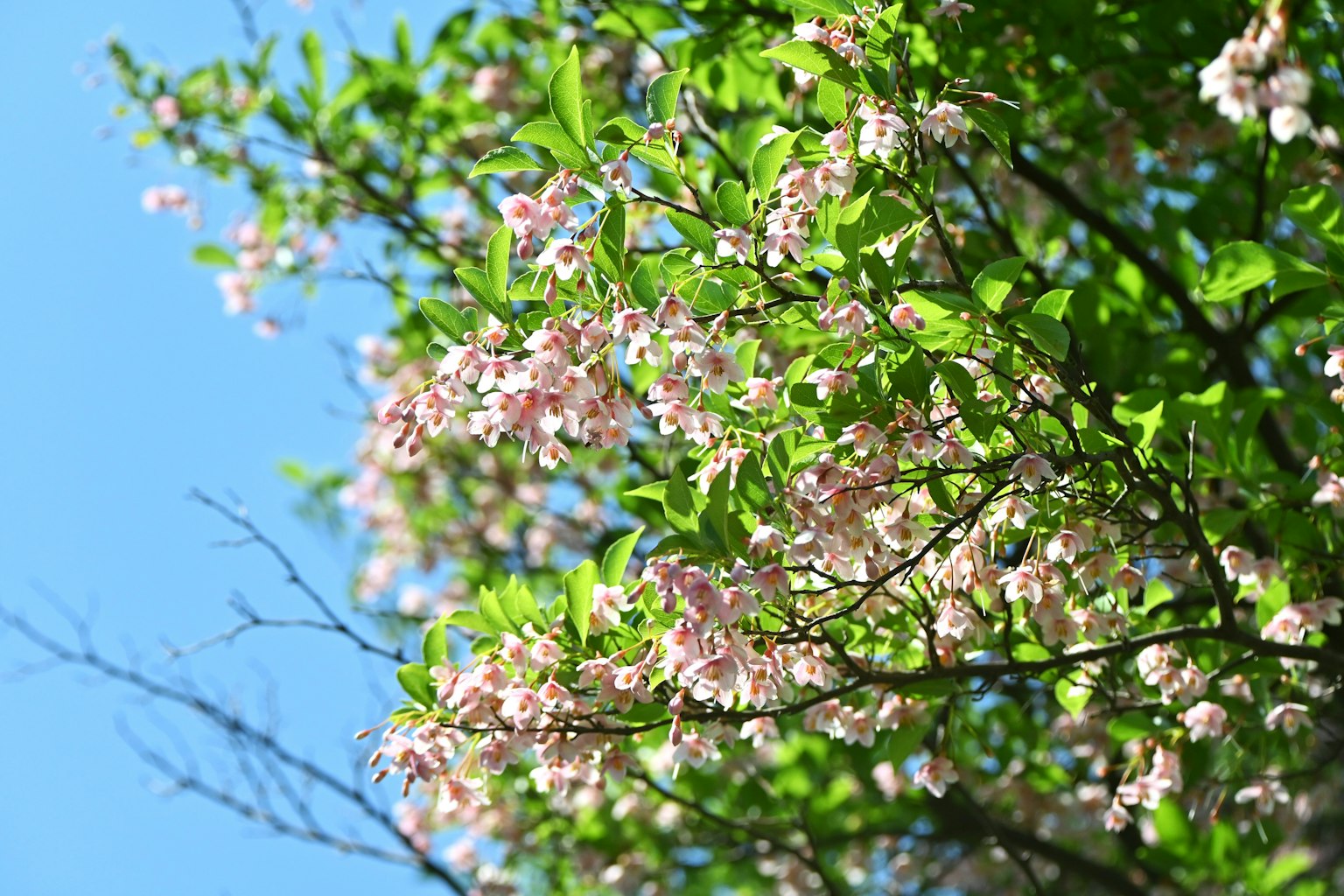 Un árbol con flores rosas delicadas y hojas verdes bajo un cielo azul