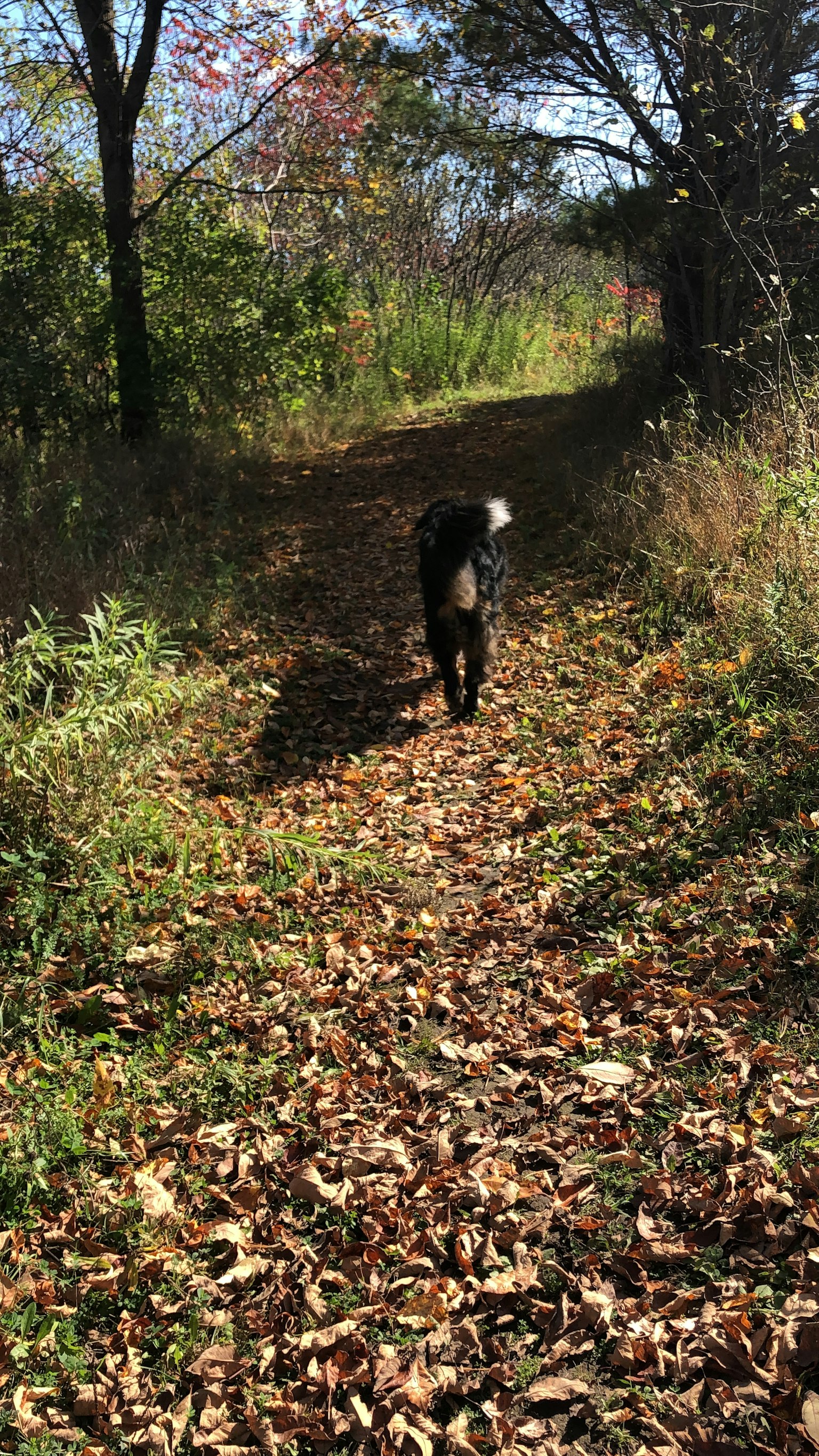 Un cane nero che cammina lungo un sentiero coperto di foglie in una zona boschiva