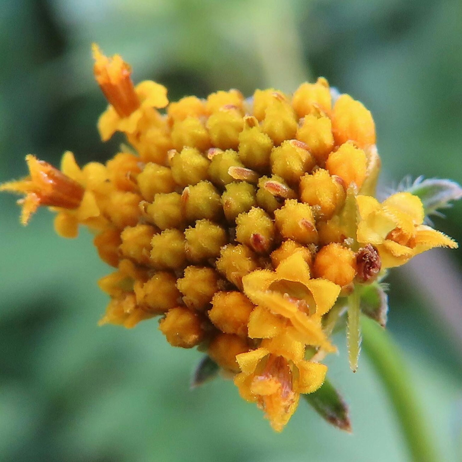 Acercamiento de un grupo de pequeñas flores amarillas en una planta