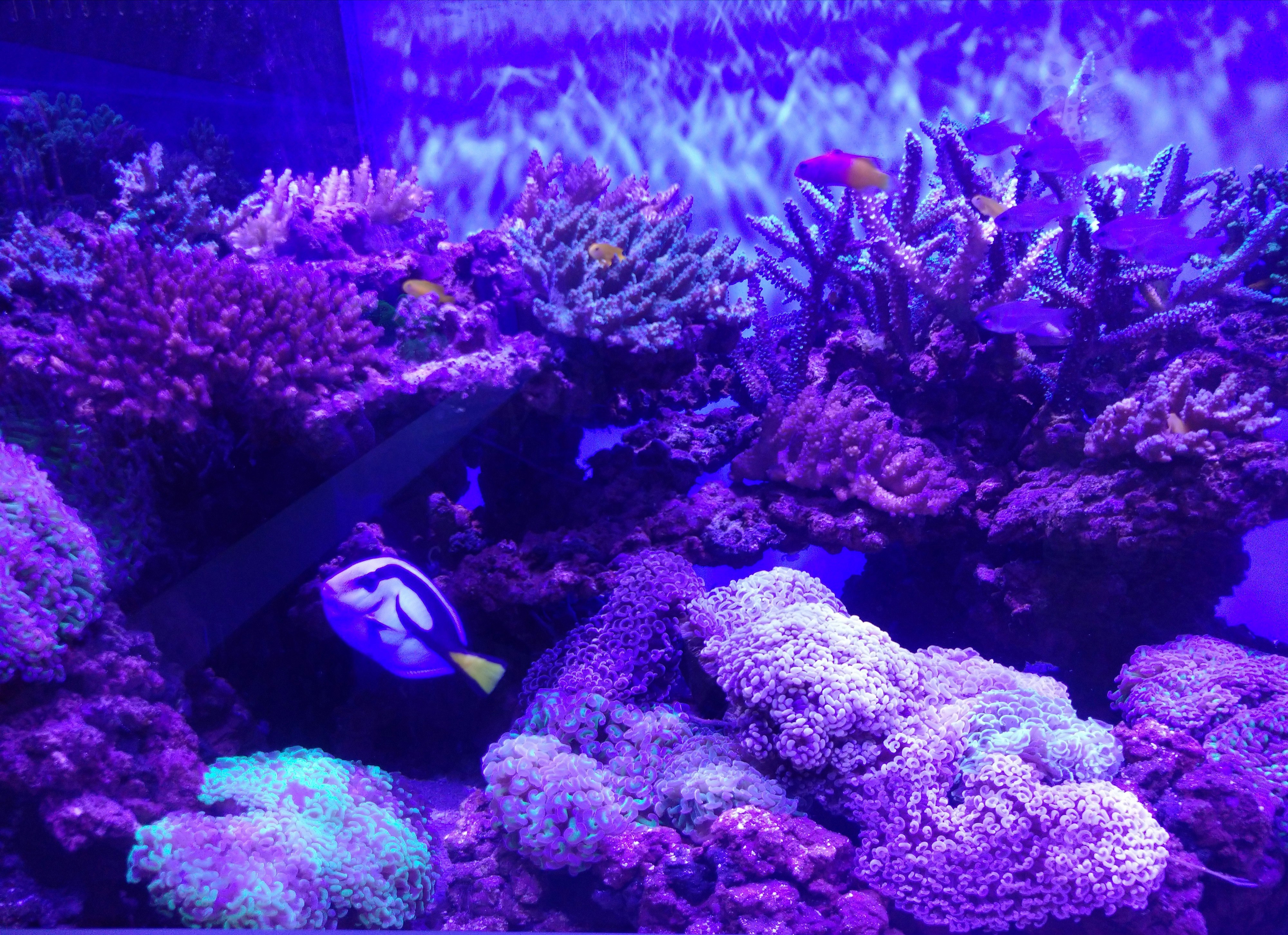 紫に照らされた水槽のサンゴと魚