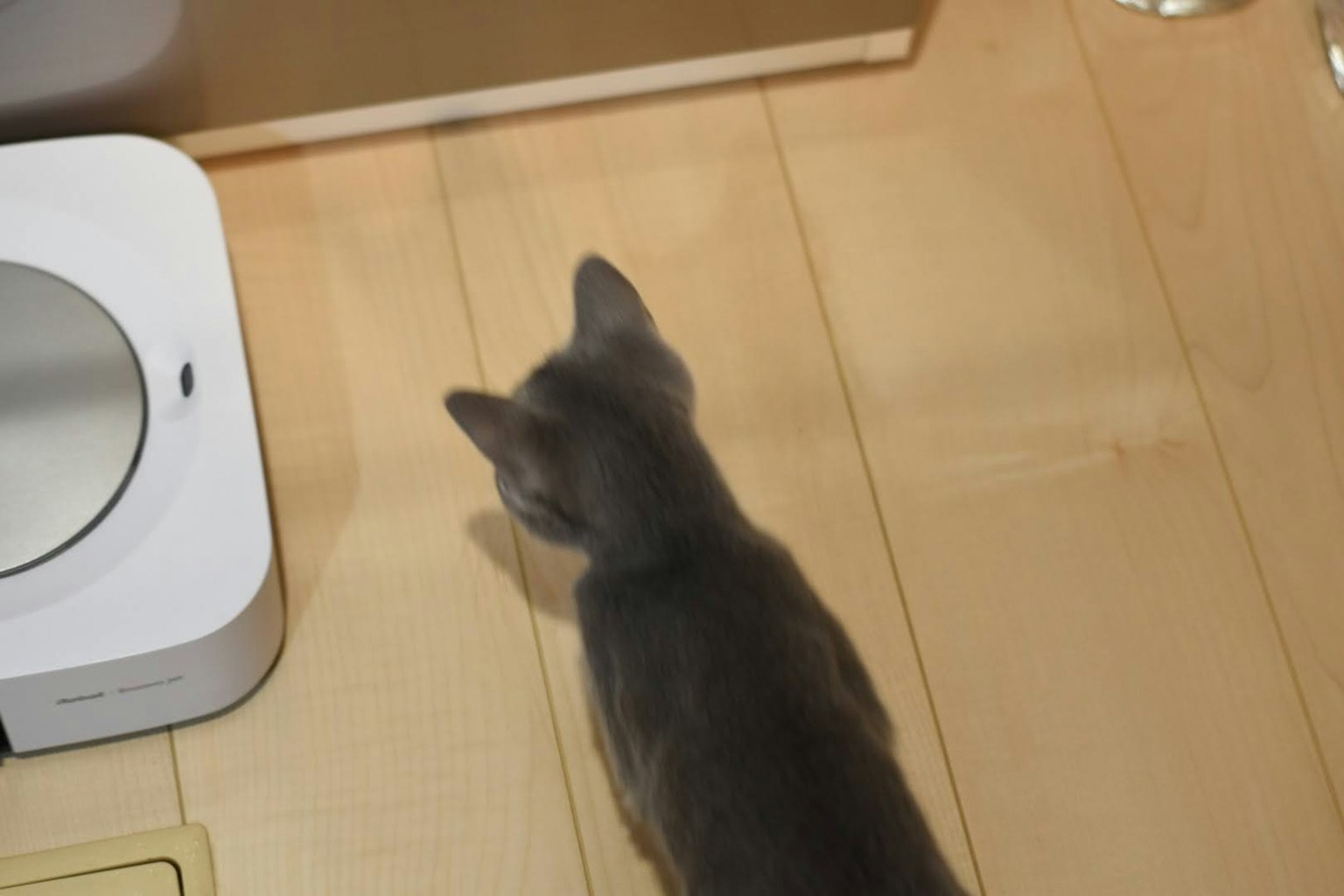 Gatto grigio che cammina sul pavimento