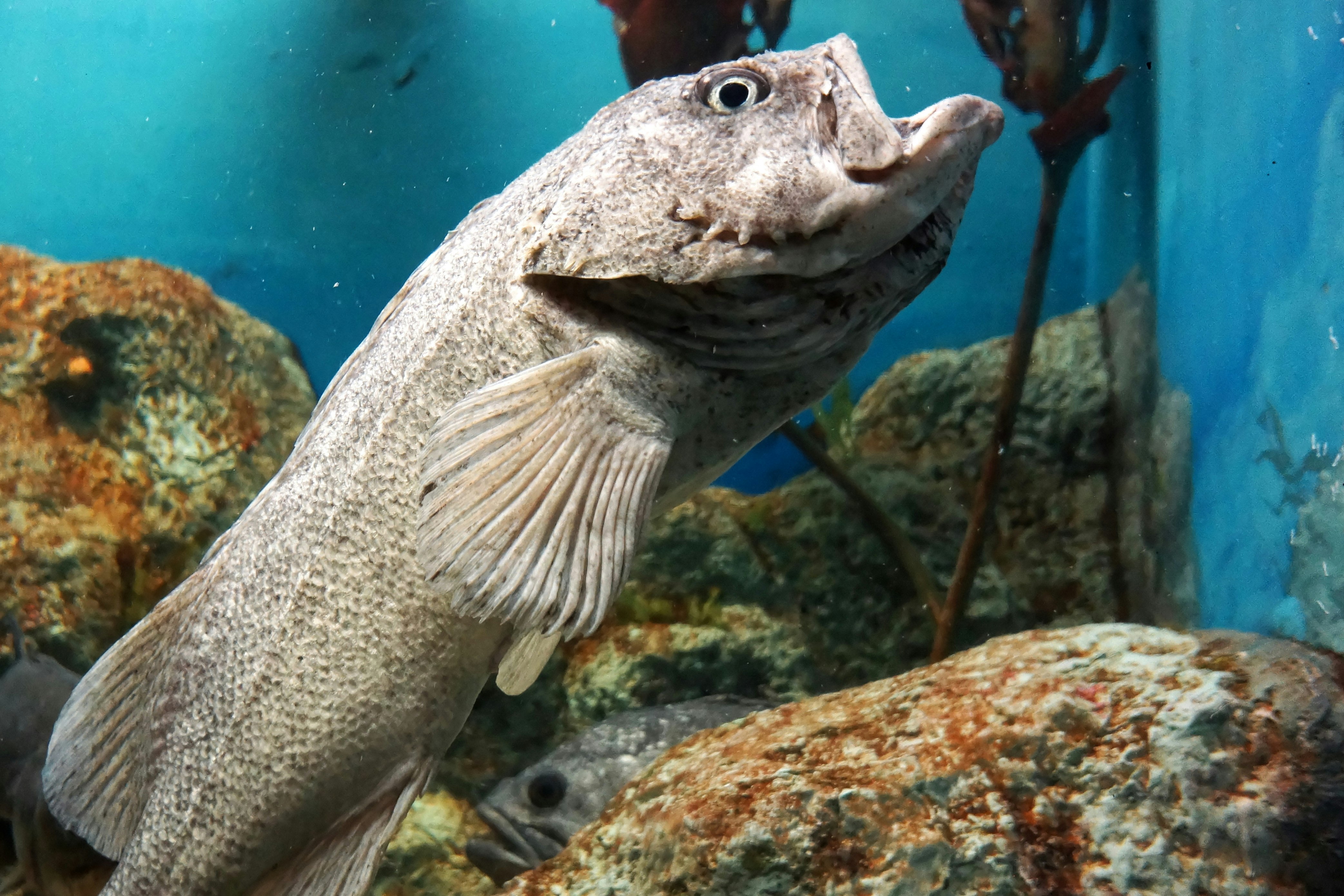 水族箱里张口的鱼