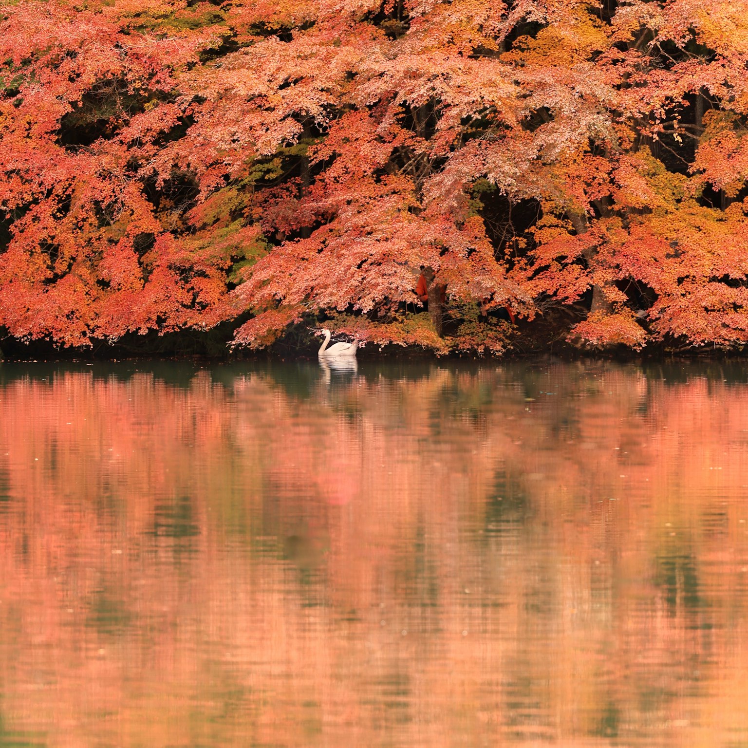 Une scène sereine avec un cygne au milieu d'un feuillage d'automne vibrant reflété dans une eau calme