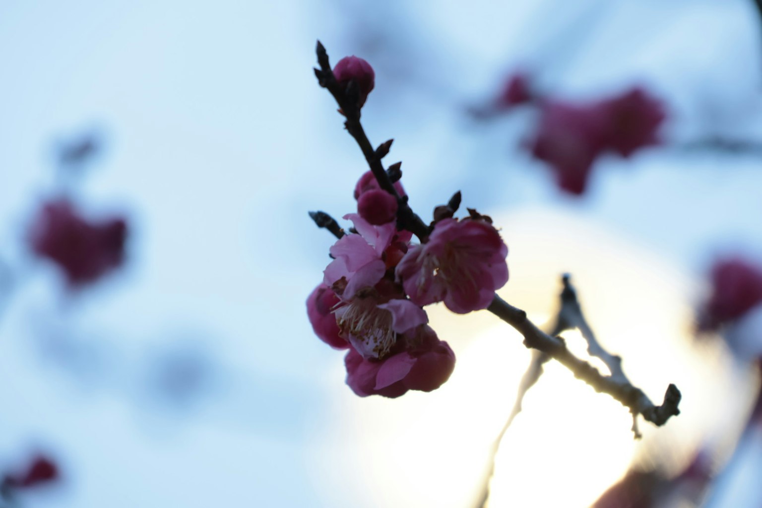 Primer plano de flores de ciruelo contra un cielo azul