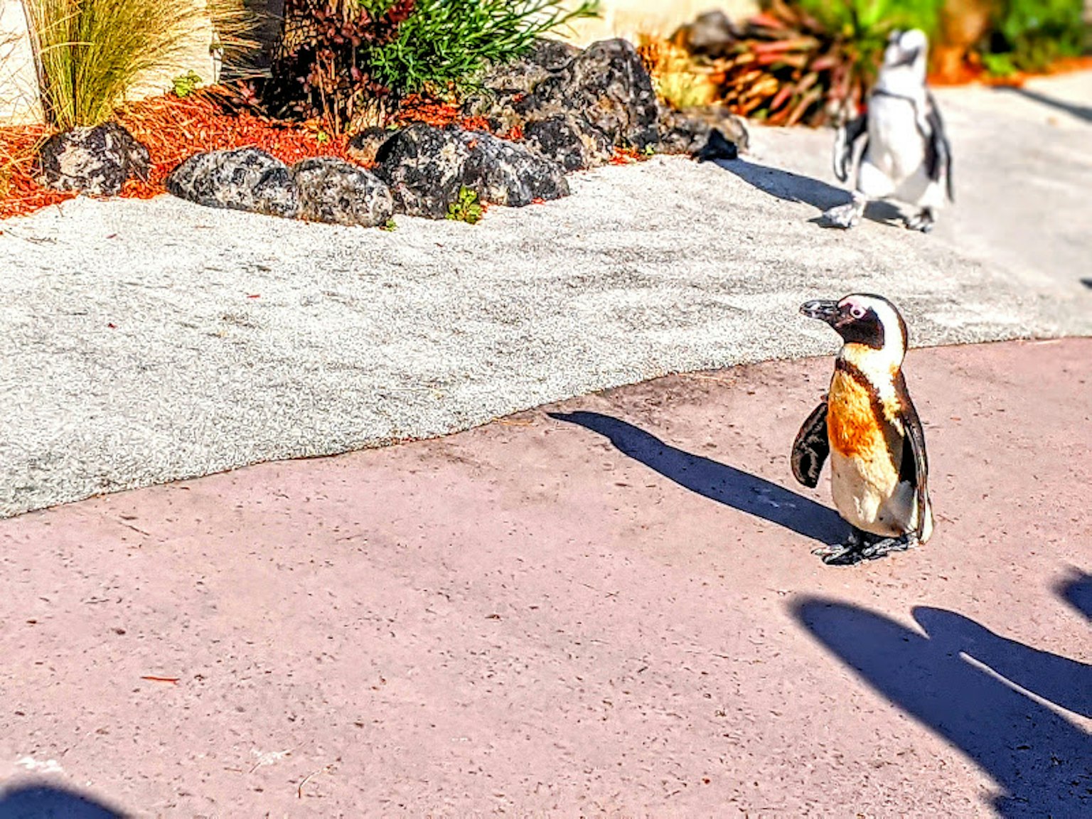 Pingüino africano caminando sobre un pavimento rosa con vegetación al fondo