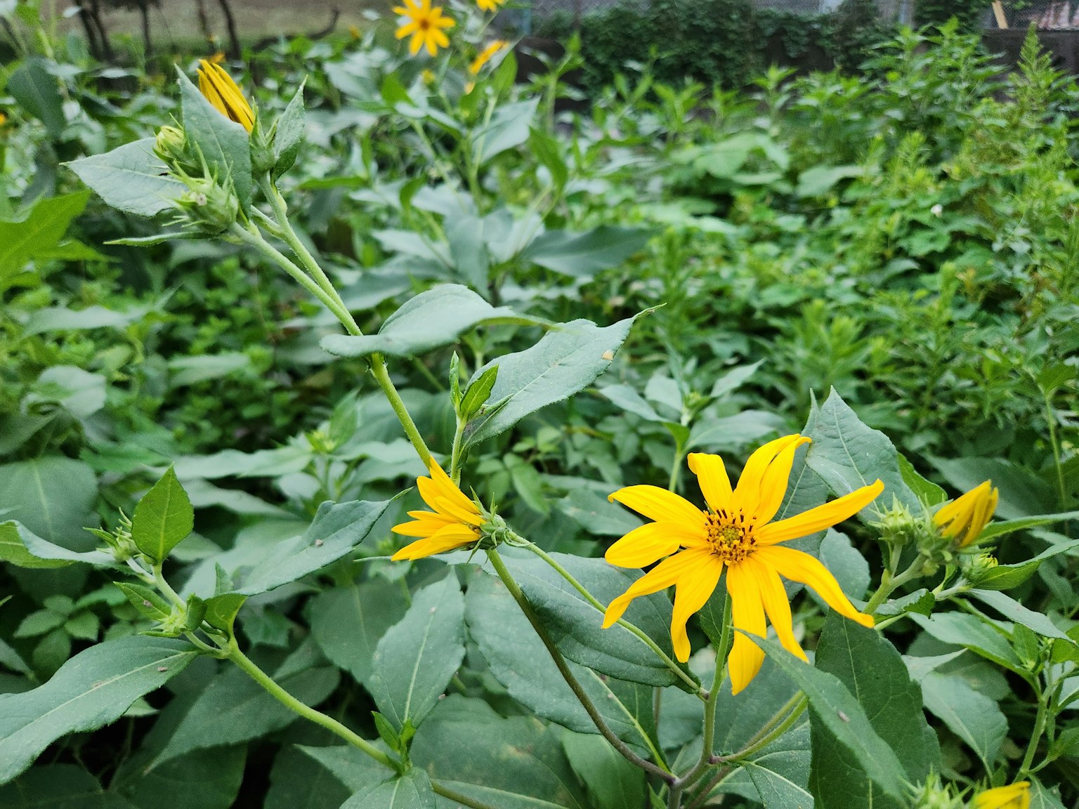 Un groupe de plantes vertes avec des fleurs jaunes en fleurs