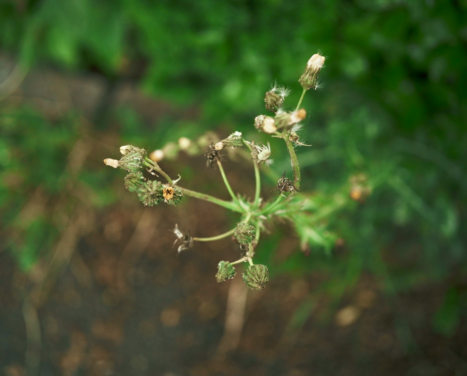 绿色背景下的小白花和花苞的植物特写