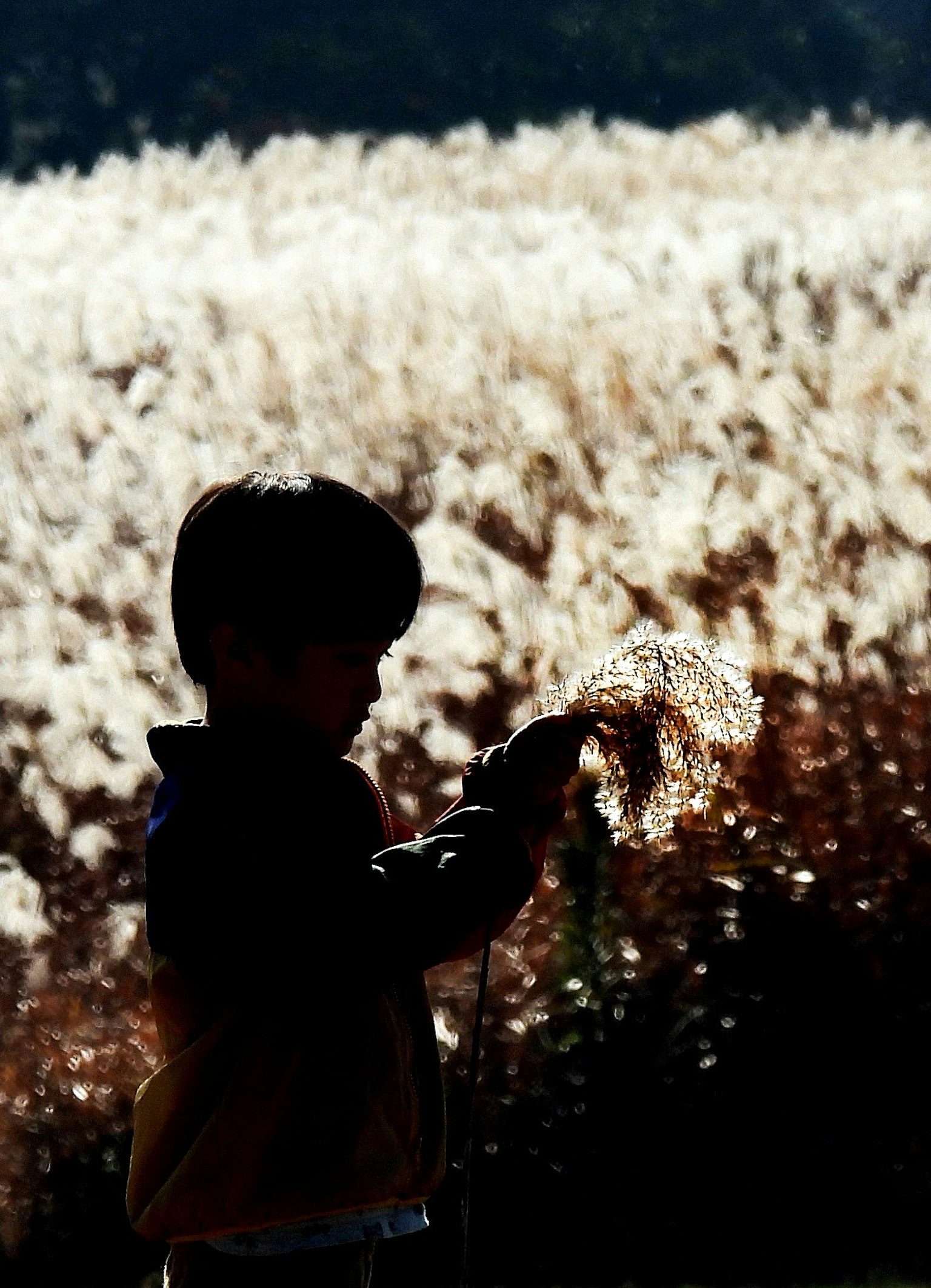 Siluet anak yang memegang rumput di ladang