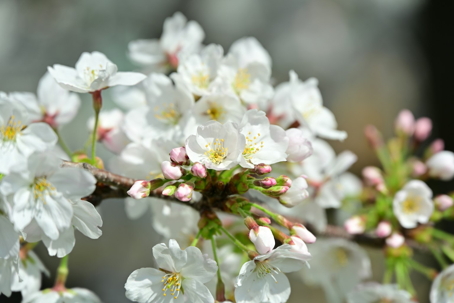 Primer plano de una rama de cerezo con flores blancas y brotes rosas