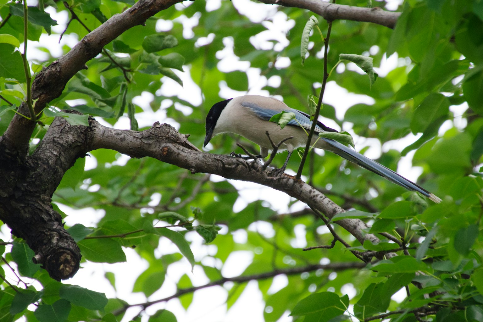 Un oiseau perché sur une branche parmi des feuilles vertes