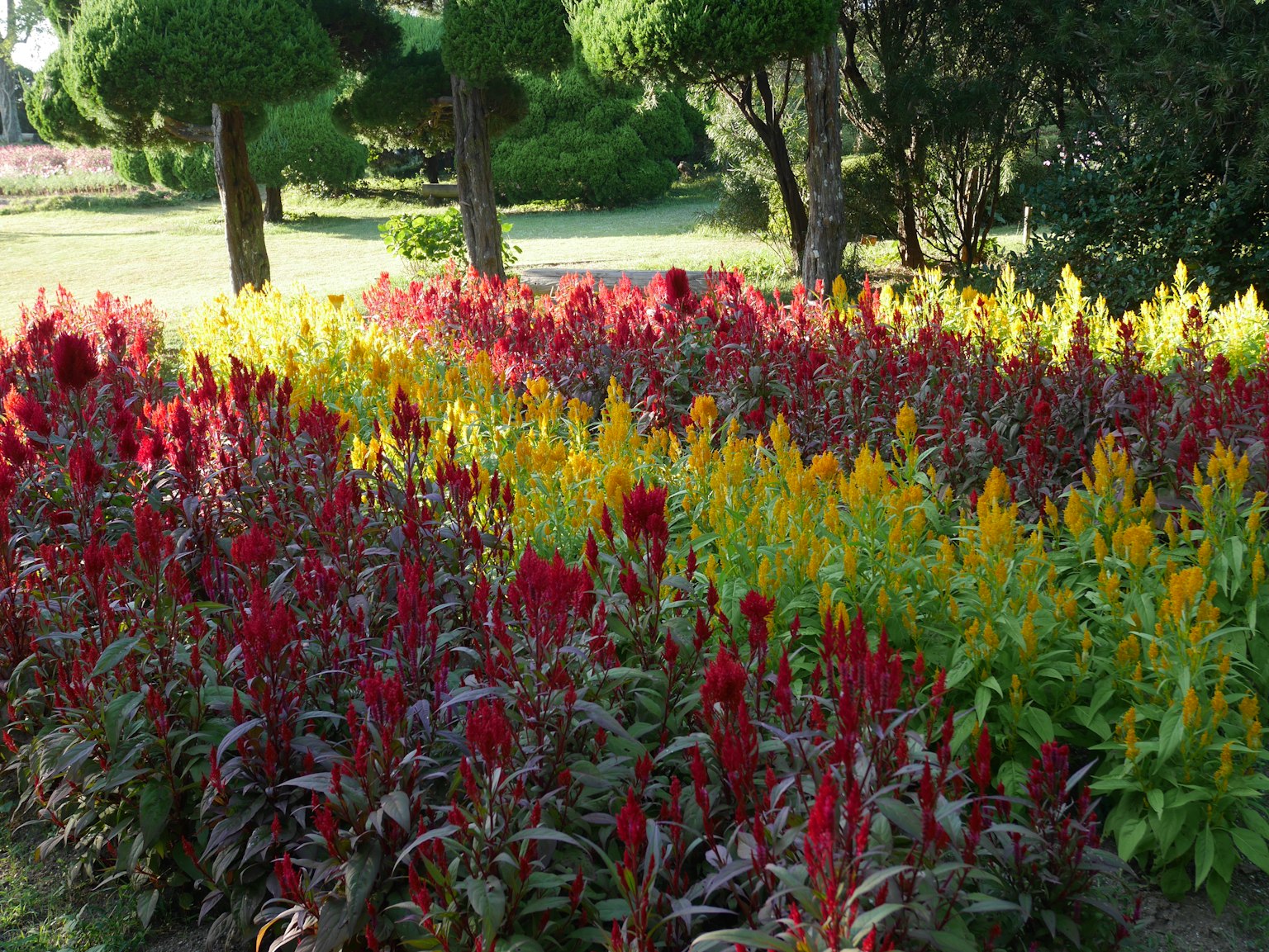 ทิวทัศน์สวนที่มีชีวิตชีวาพร้อมดอกไม้สีแดงและสีเหลืองที่บาน