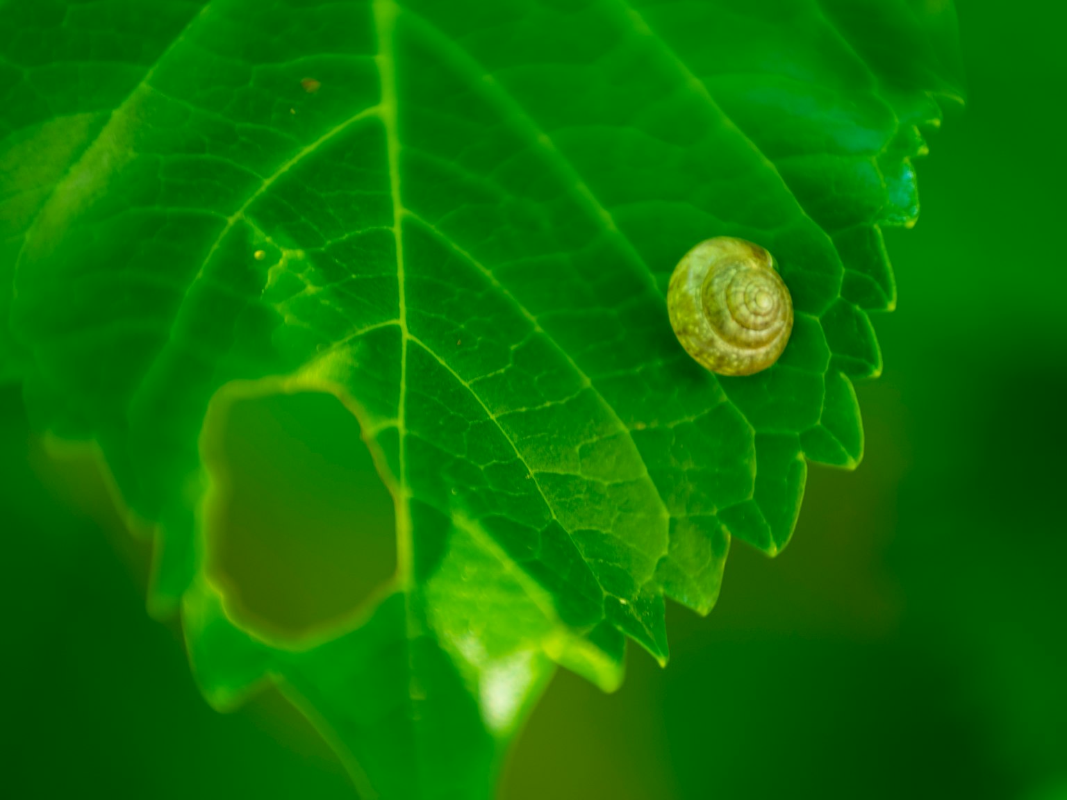 Una piccola lumaca su una foglia verde con un buco