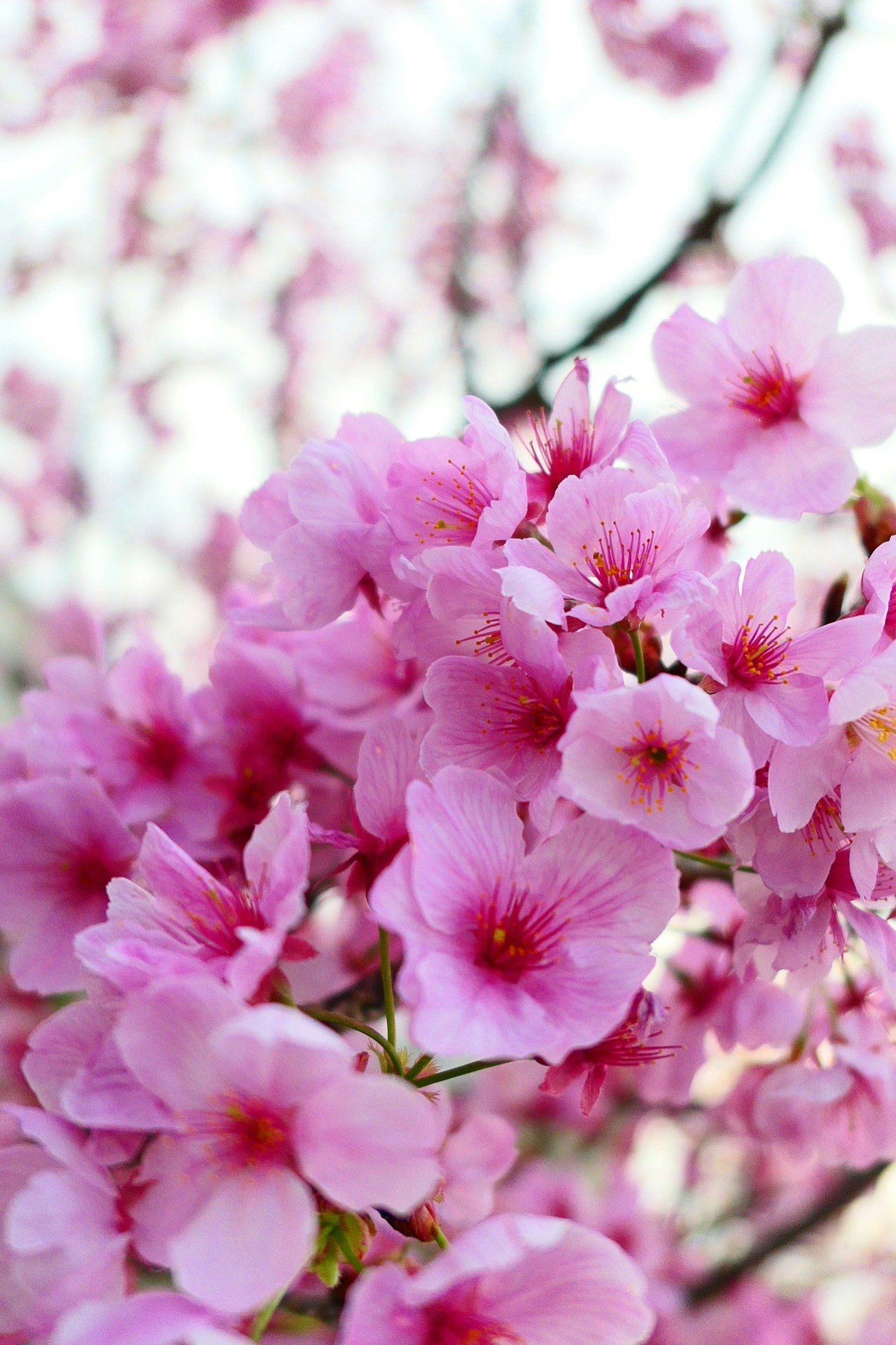 Fleurs de cerisier en pleine floraison sur des branches
