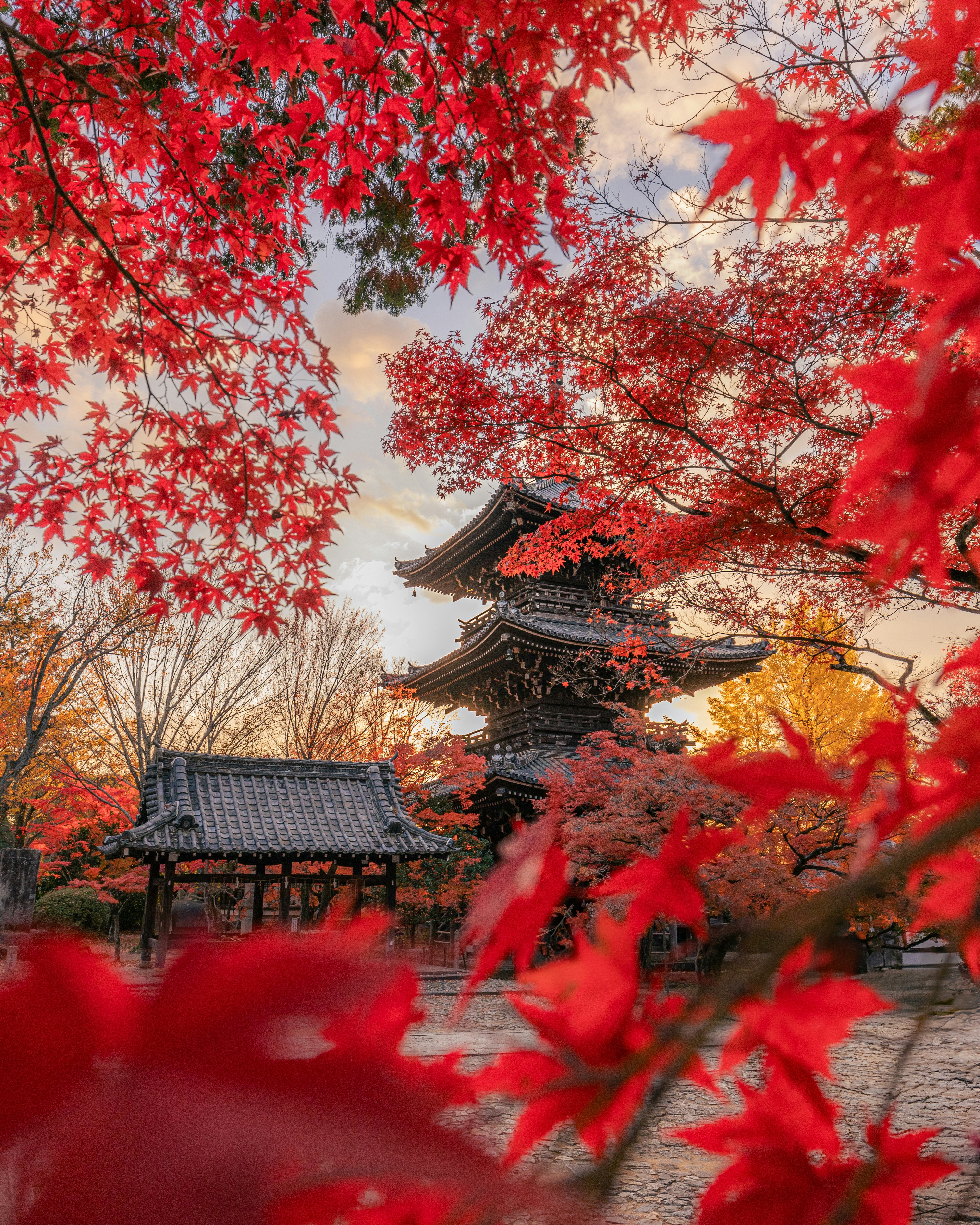 紅葉の赤い葉越しに見える寺院の屋根と参道